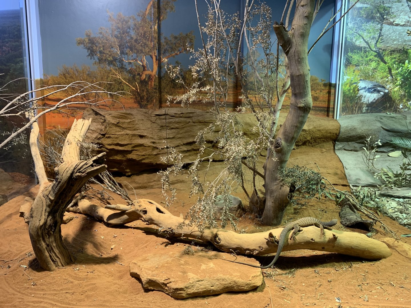 Black-headed Monitor Enclosure