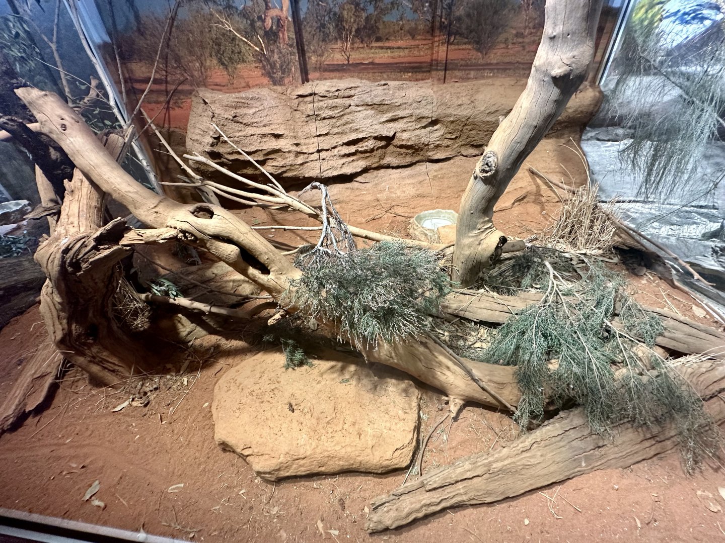 Black-headed Monitor Exhibit