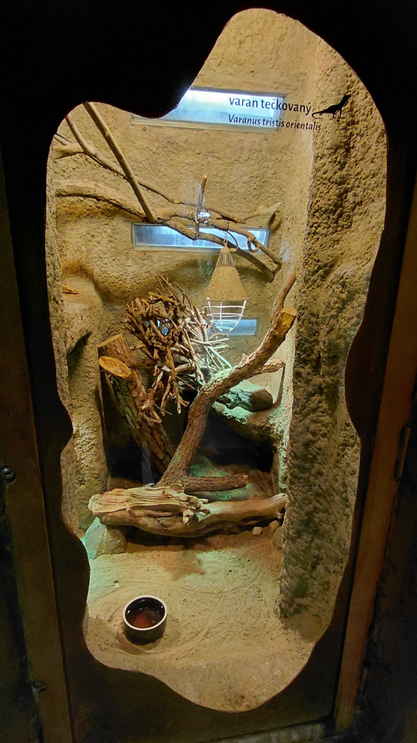 Black-headed monitor exhibit