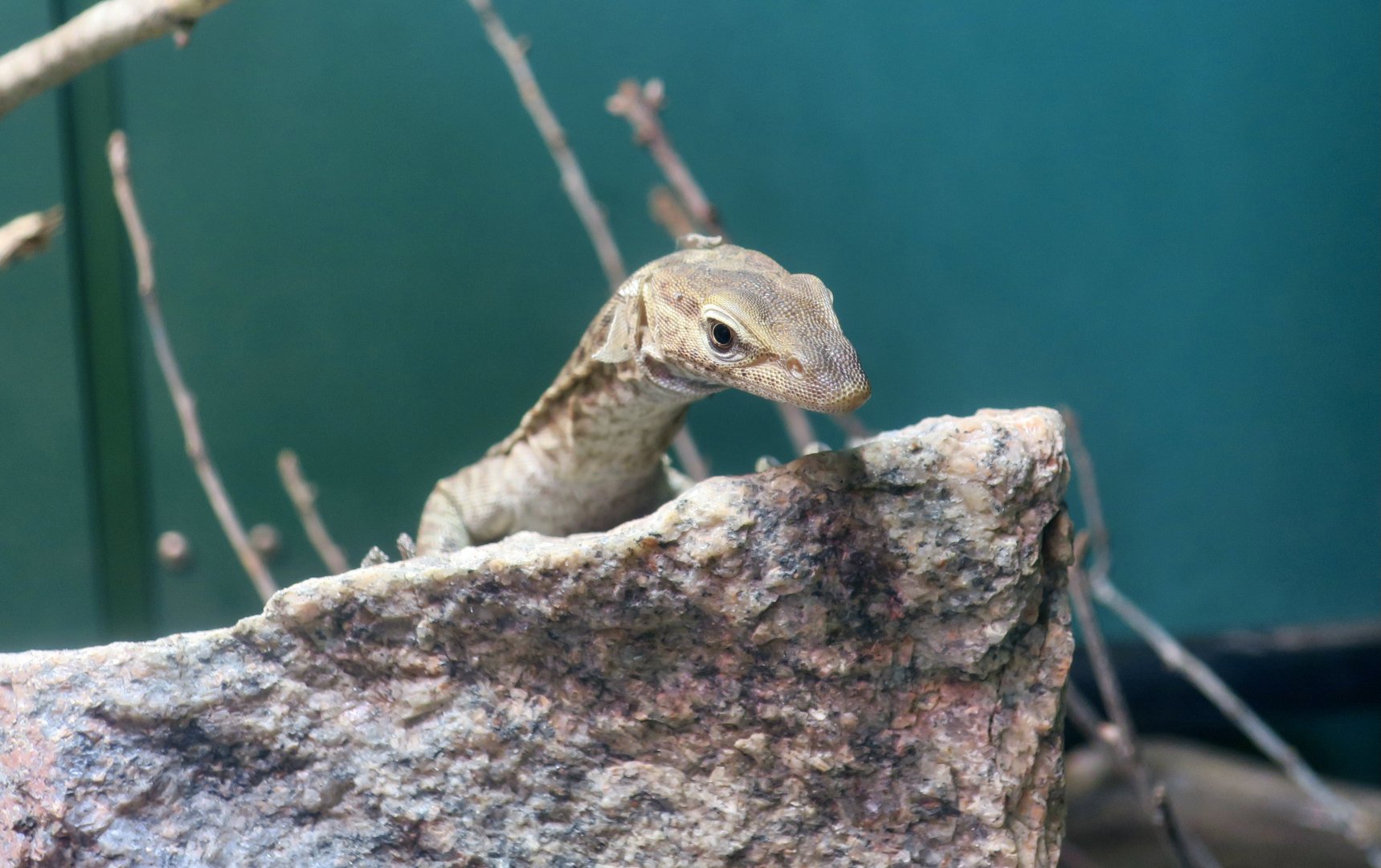 Black-Headed Monitor (Varanus tristis tristis)