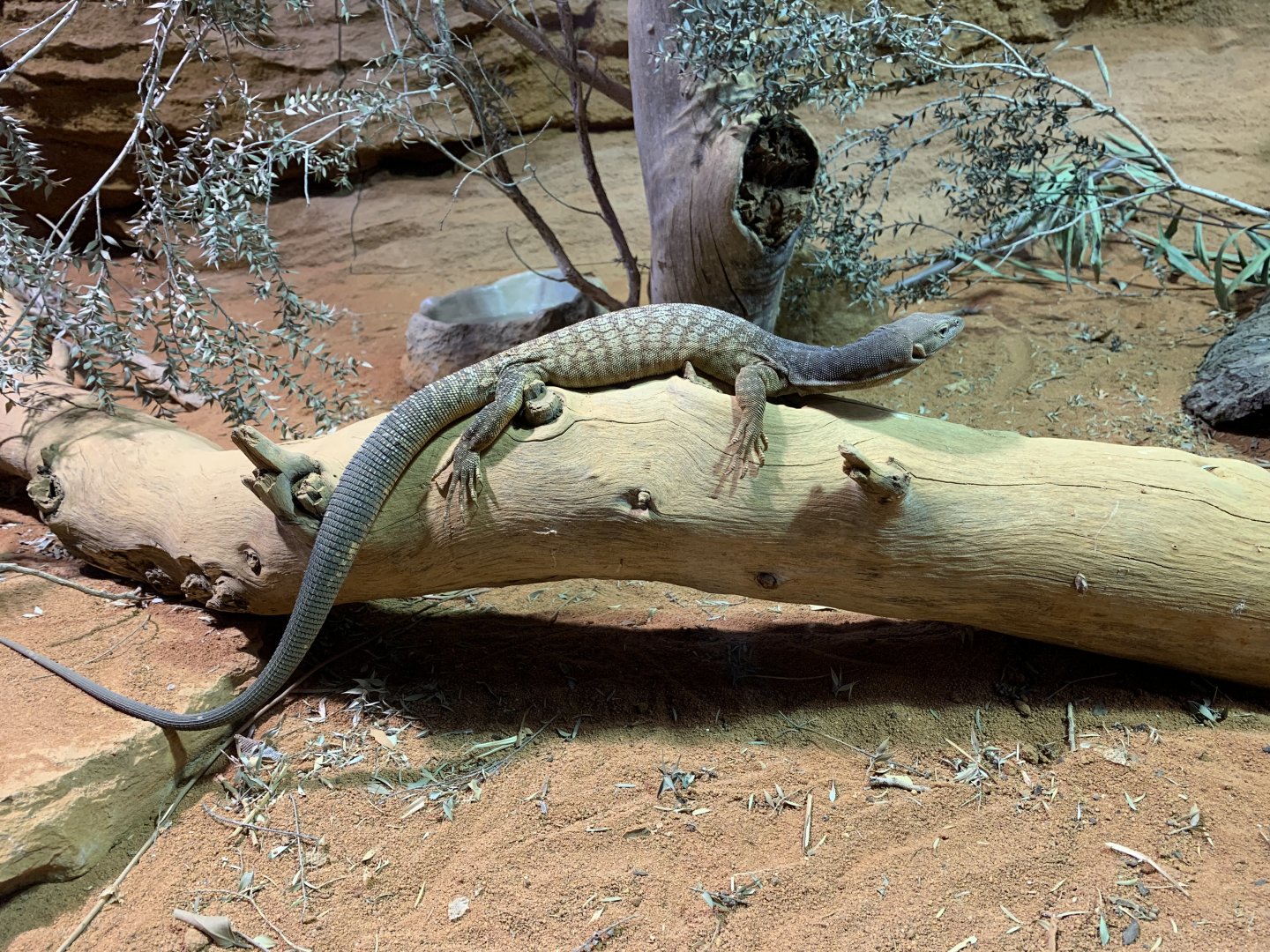 Black-headed Monitor