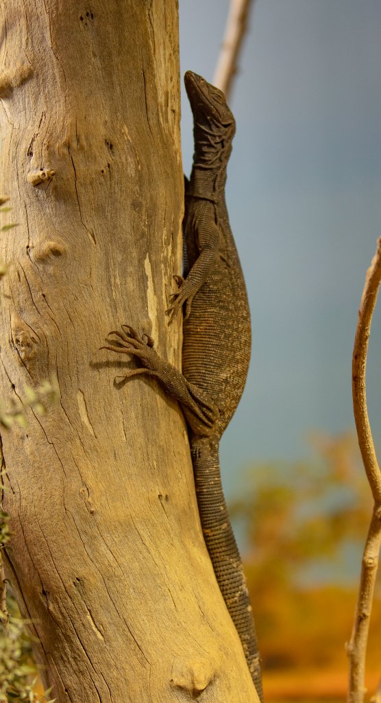 Black-headed Monitor