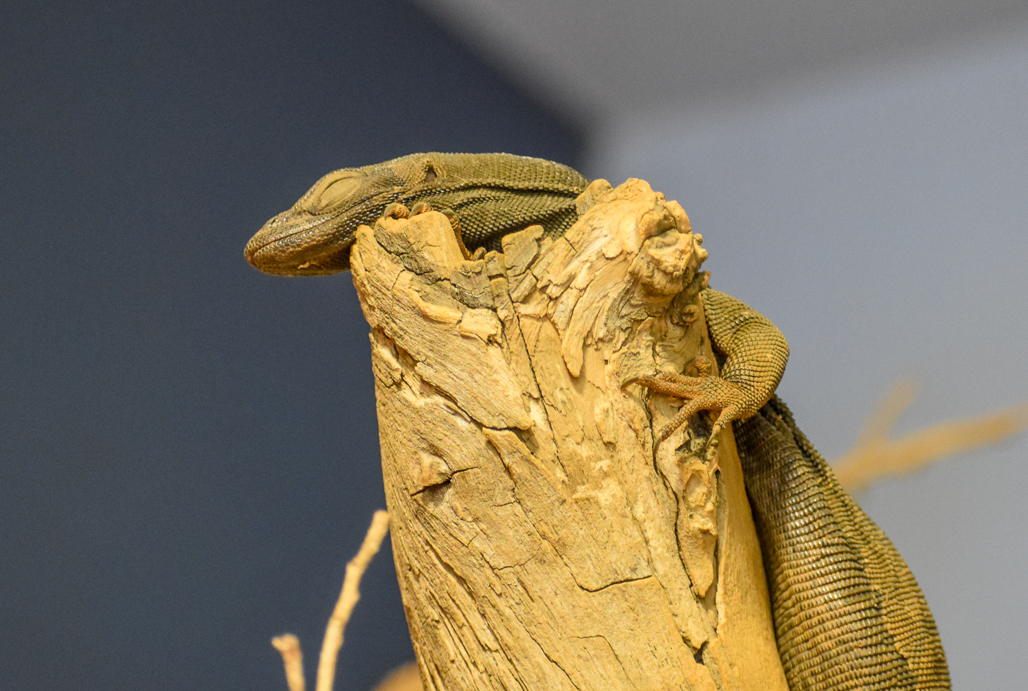 Black-headed Monitor