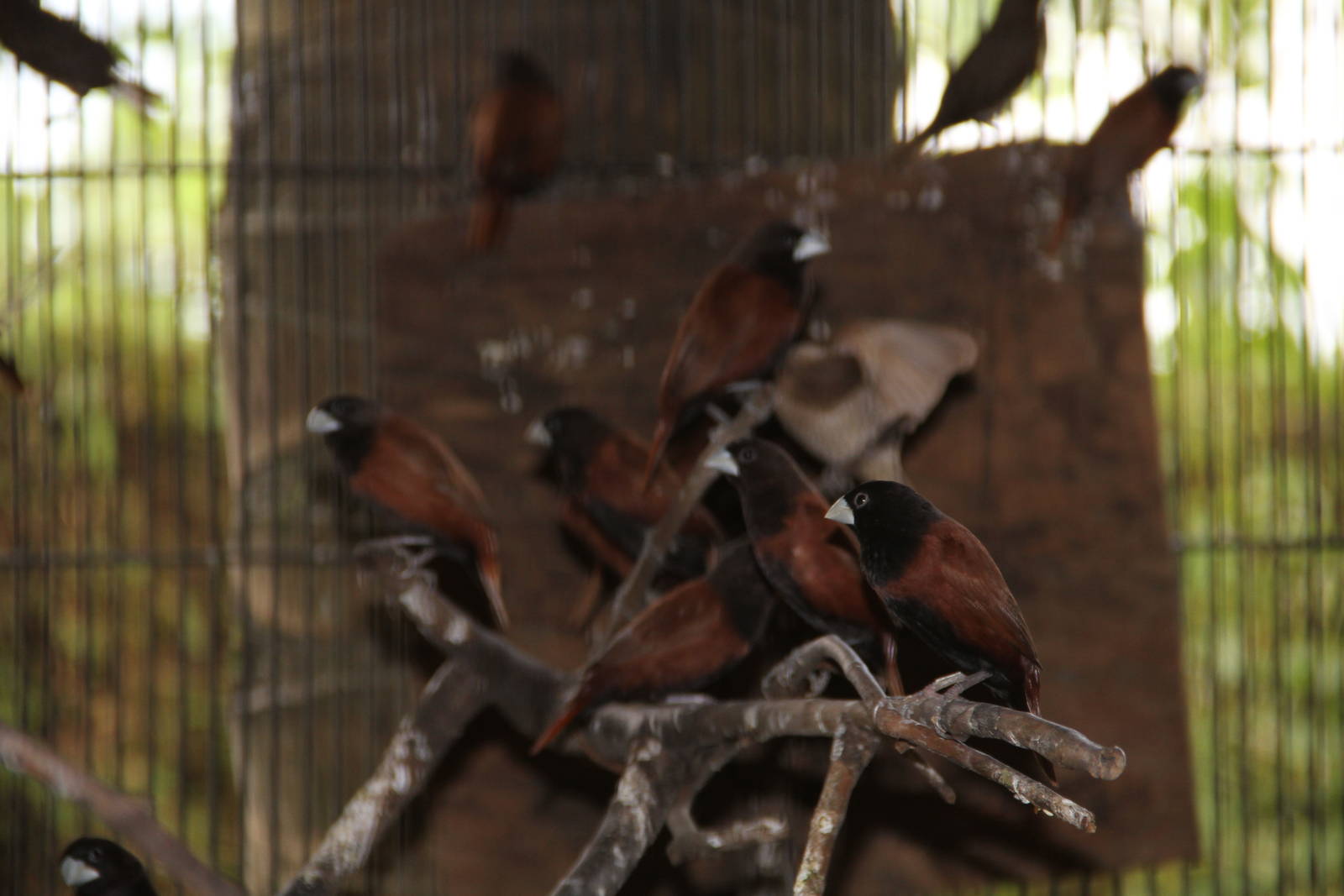 Black-headed Munia (Lonchura atricapilla brunneiceps)