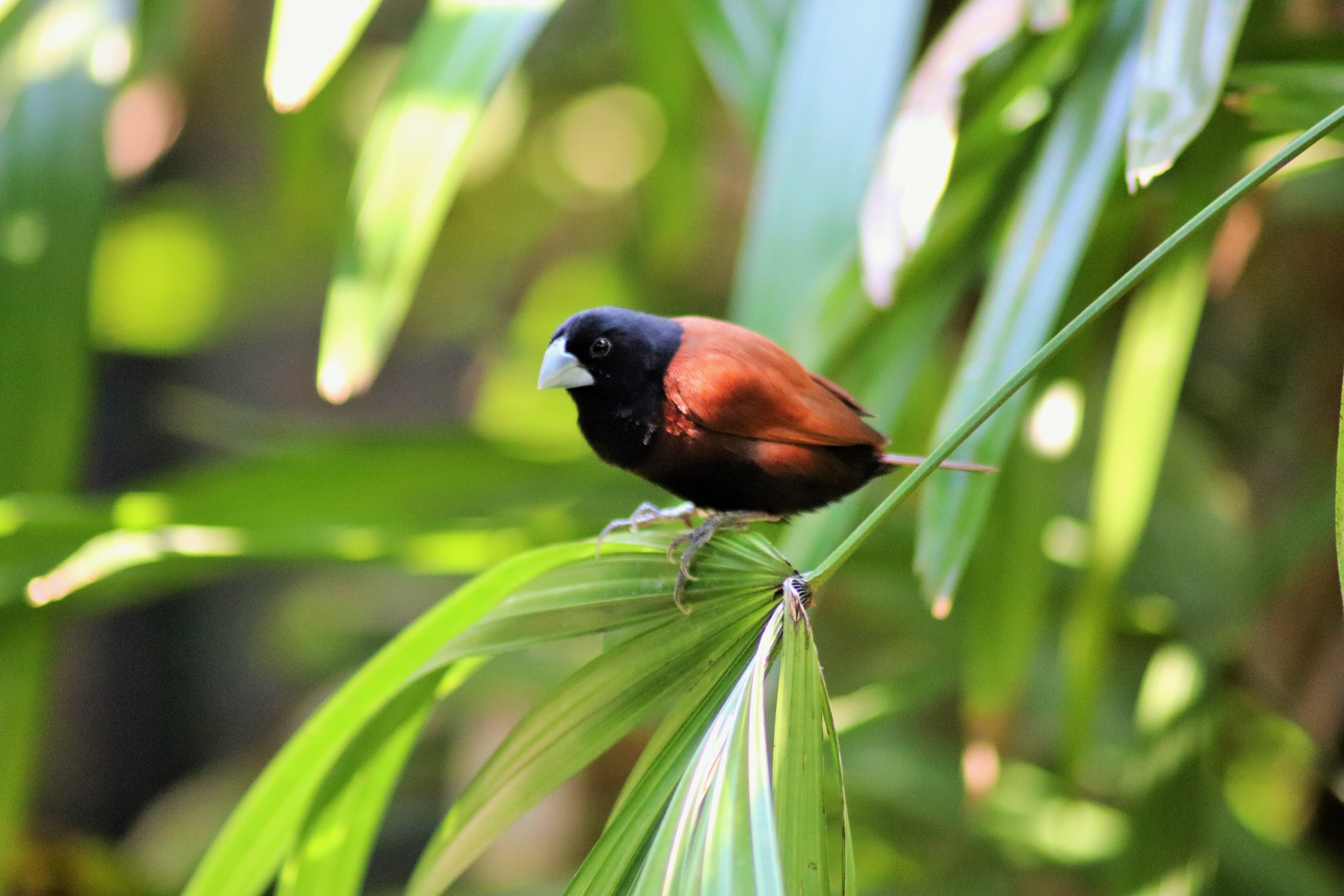 Black-headed Munia (Lonchura atricapilla)