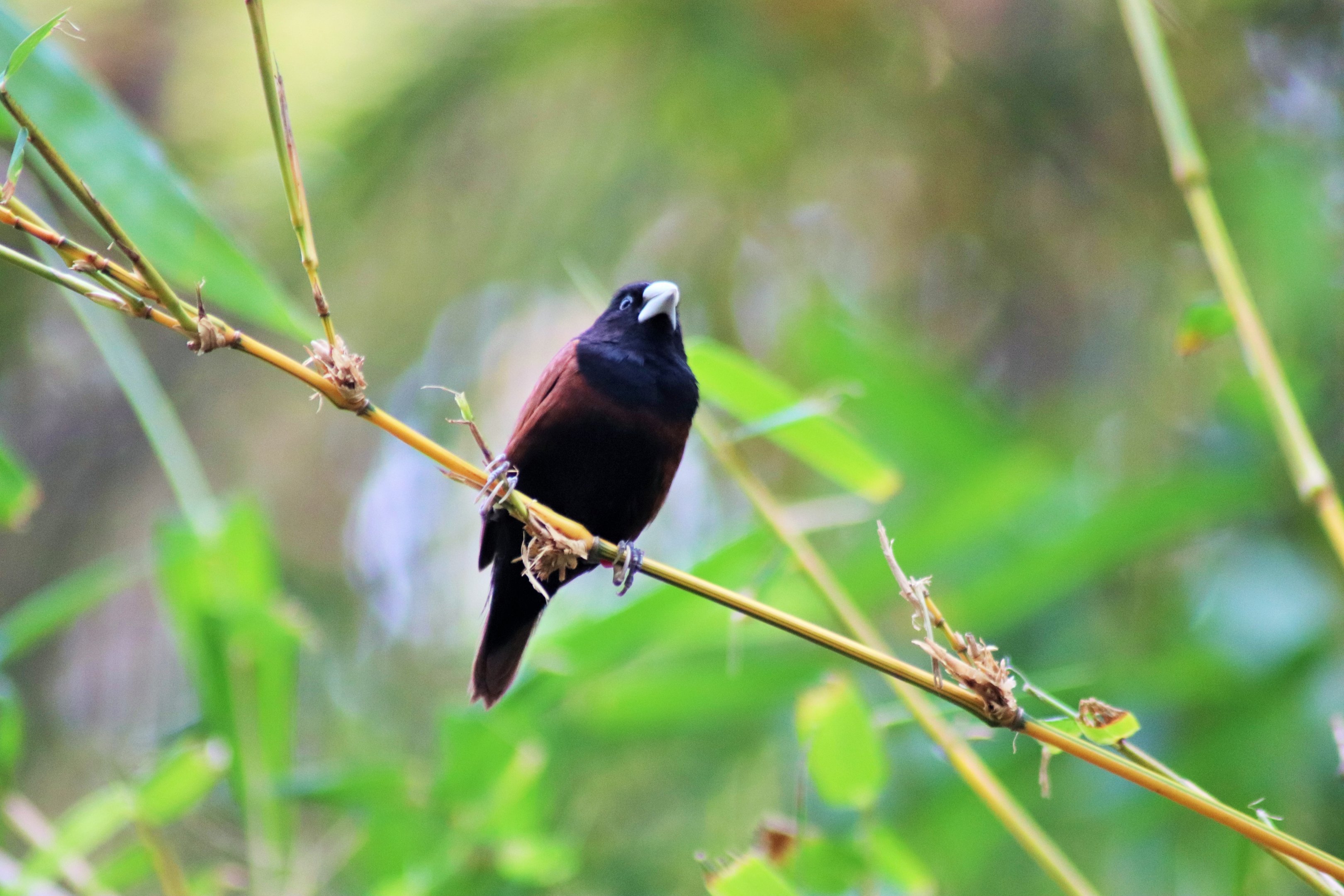Black-headed Munia (Lonchura atricapilla)