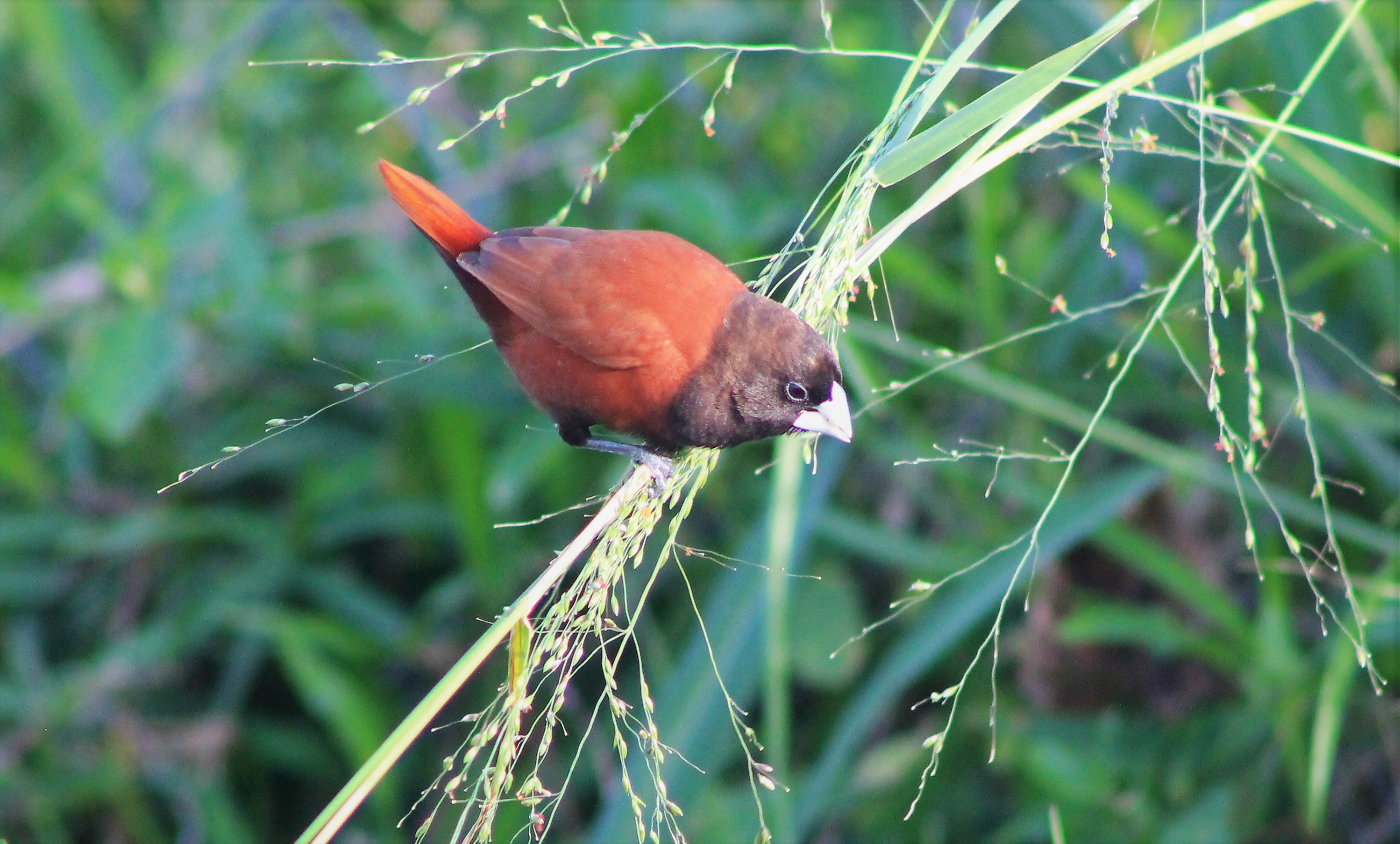 Black-headed Munia (Lonchura atricapilla)