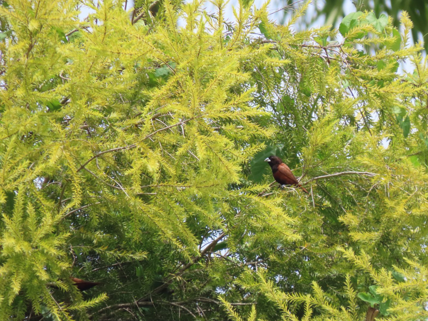 Black-headed munia (Lonchura atricapilla)