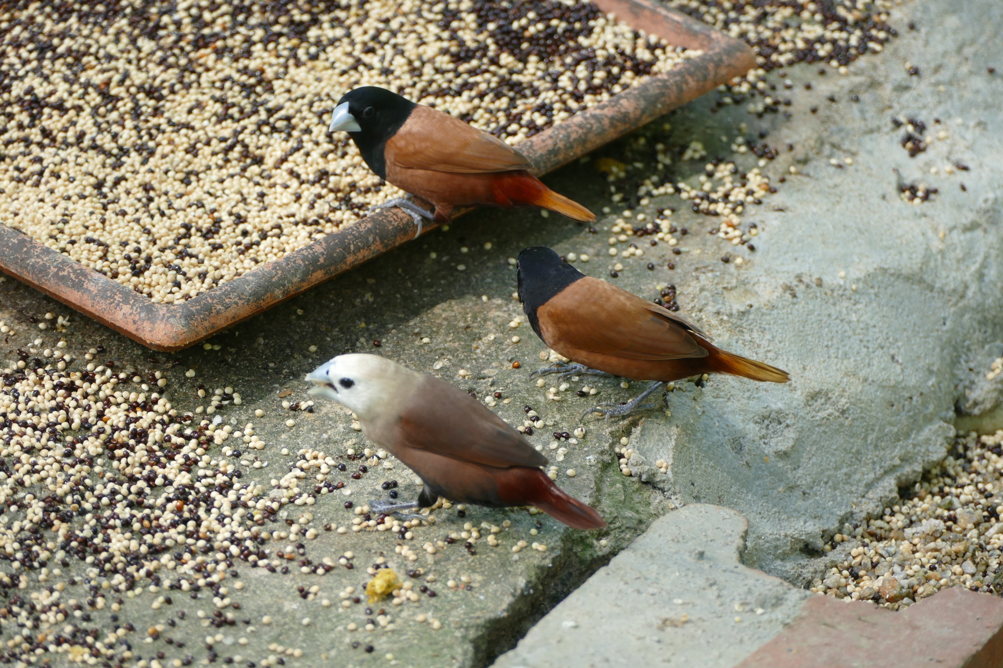 Black-headed Munia & White-headed Munia