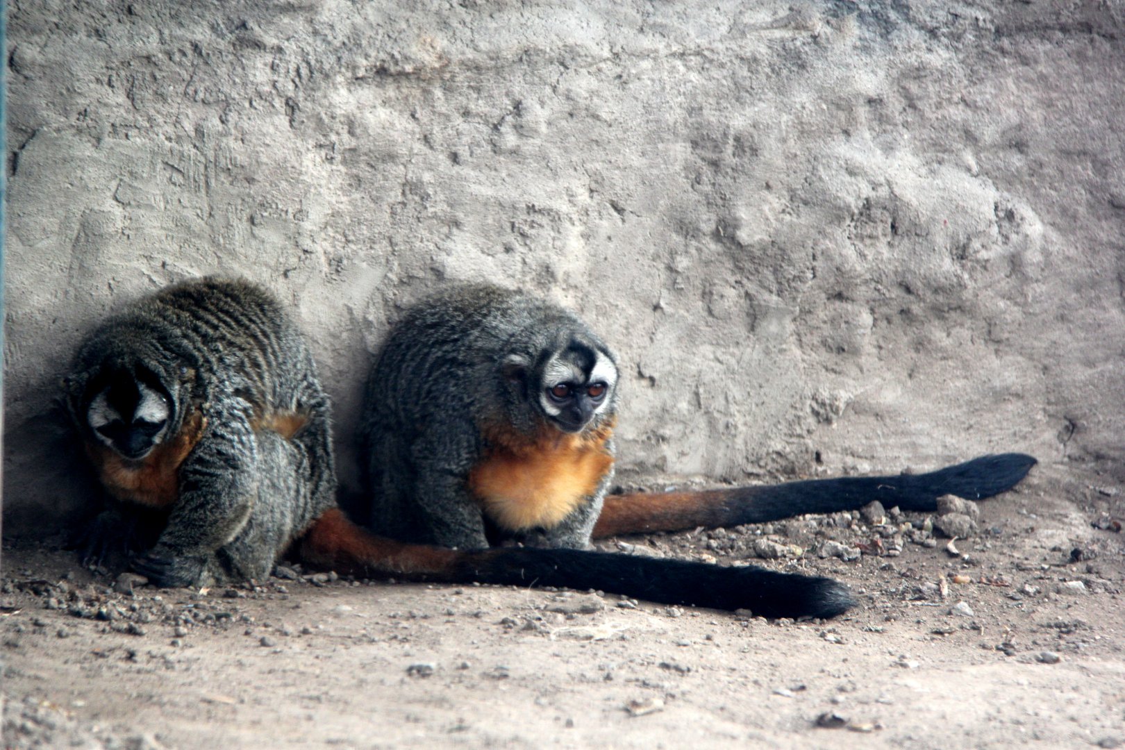 black-headed night monkey (Aotus nigriceps)
