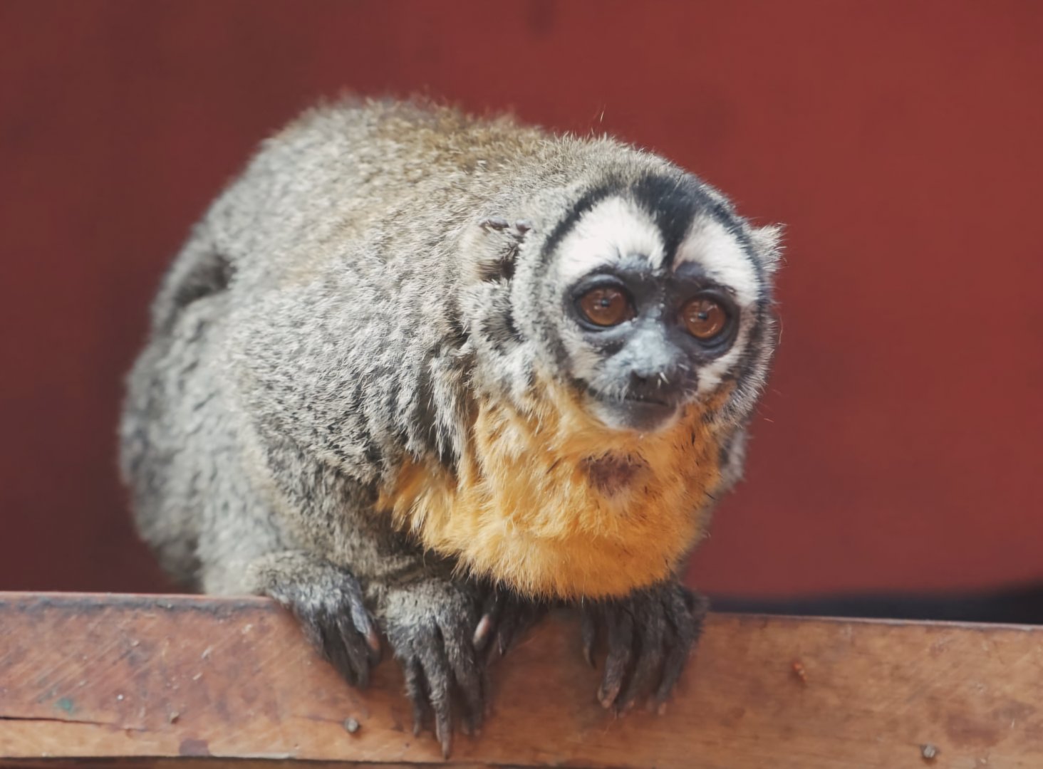 Black-headed Night Monkey