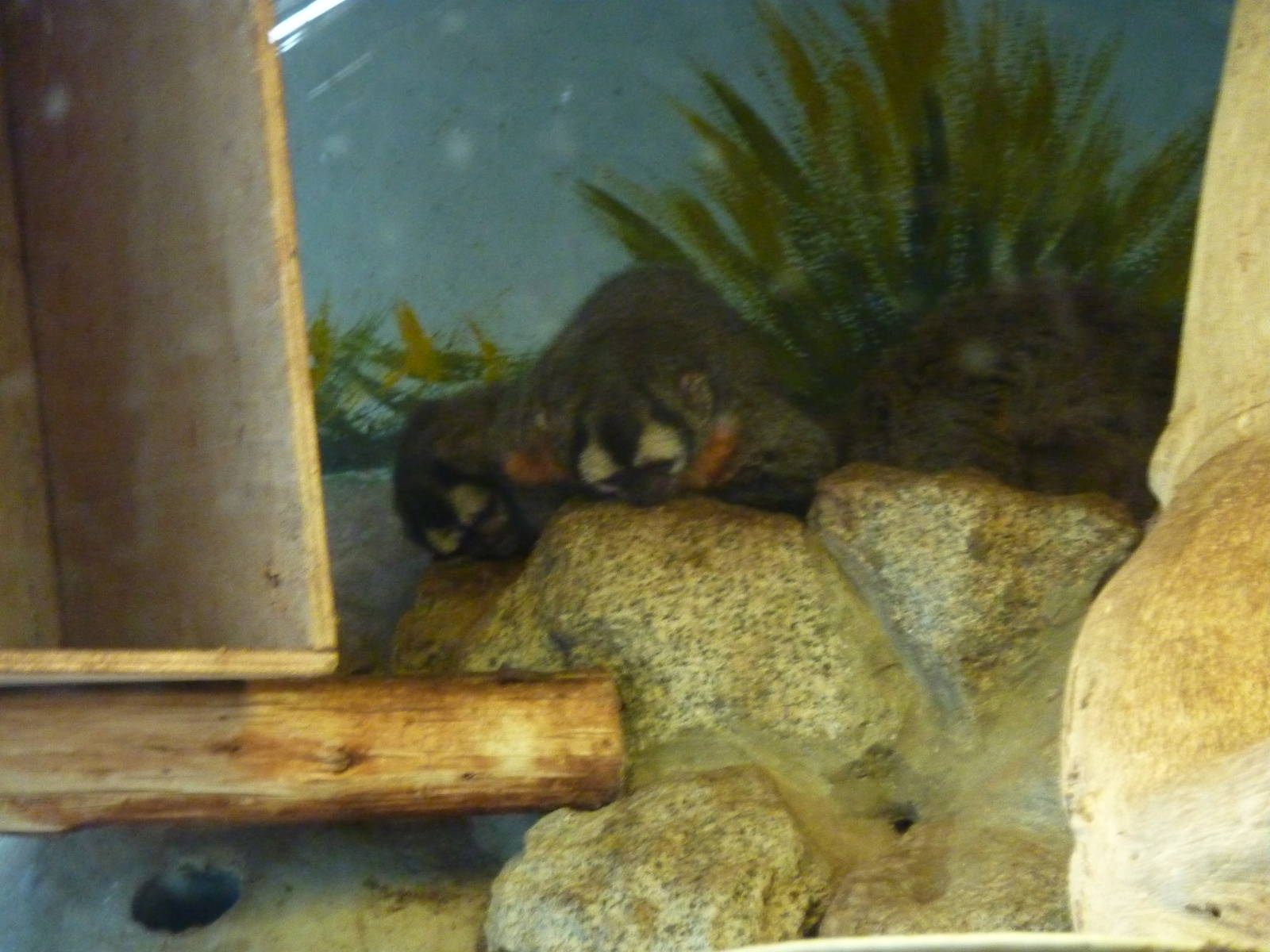 Black-headed Night Monkeys