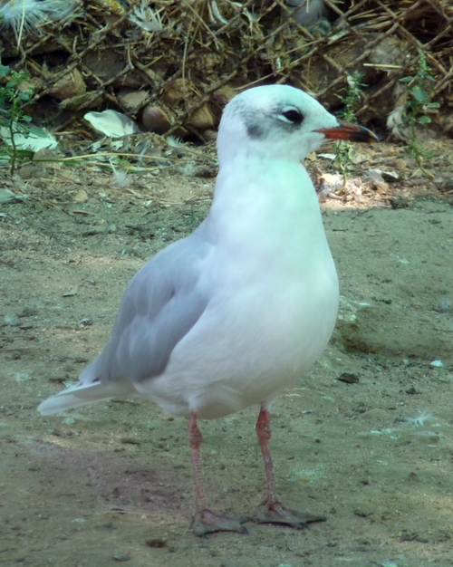 Black-headed or Mediterranean gull??
