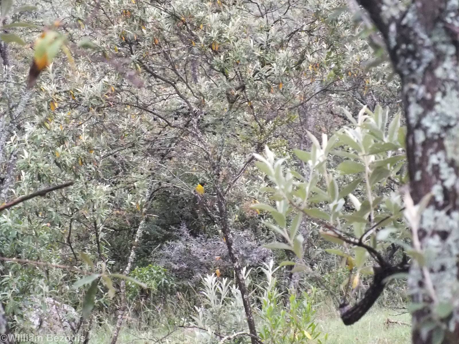 Black-headed Oriole - Hell's Gate National Park