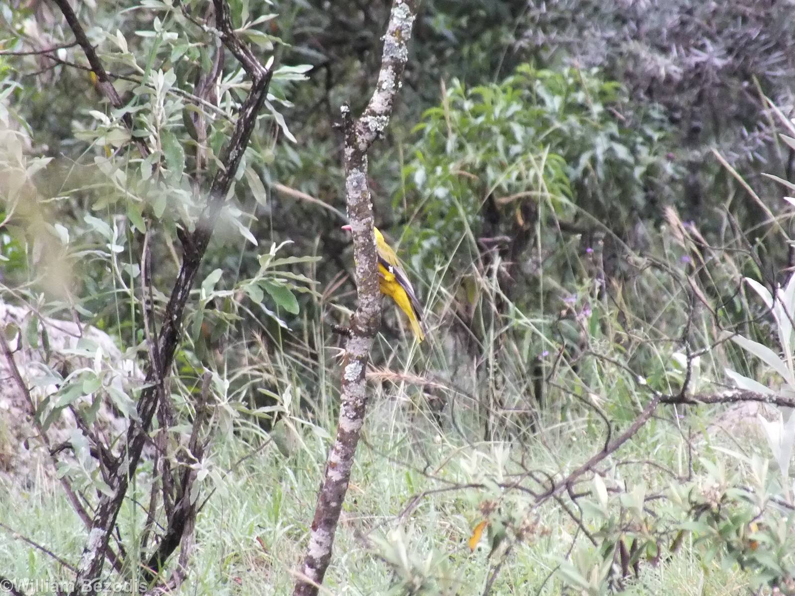 Black-headed Oriole - Hell's Gate National Park