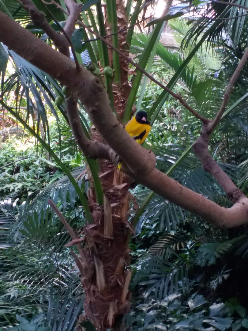 Black headed oriole