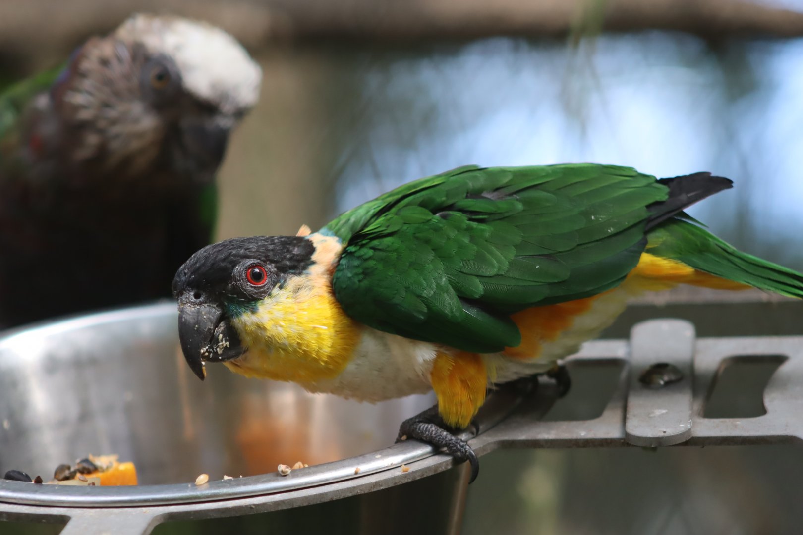Black-headed Parrot - 7 July 2024