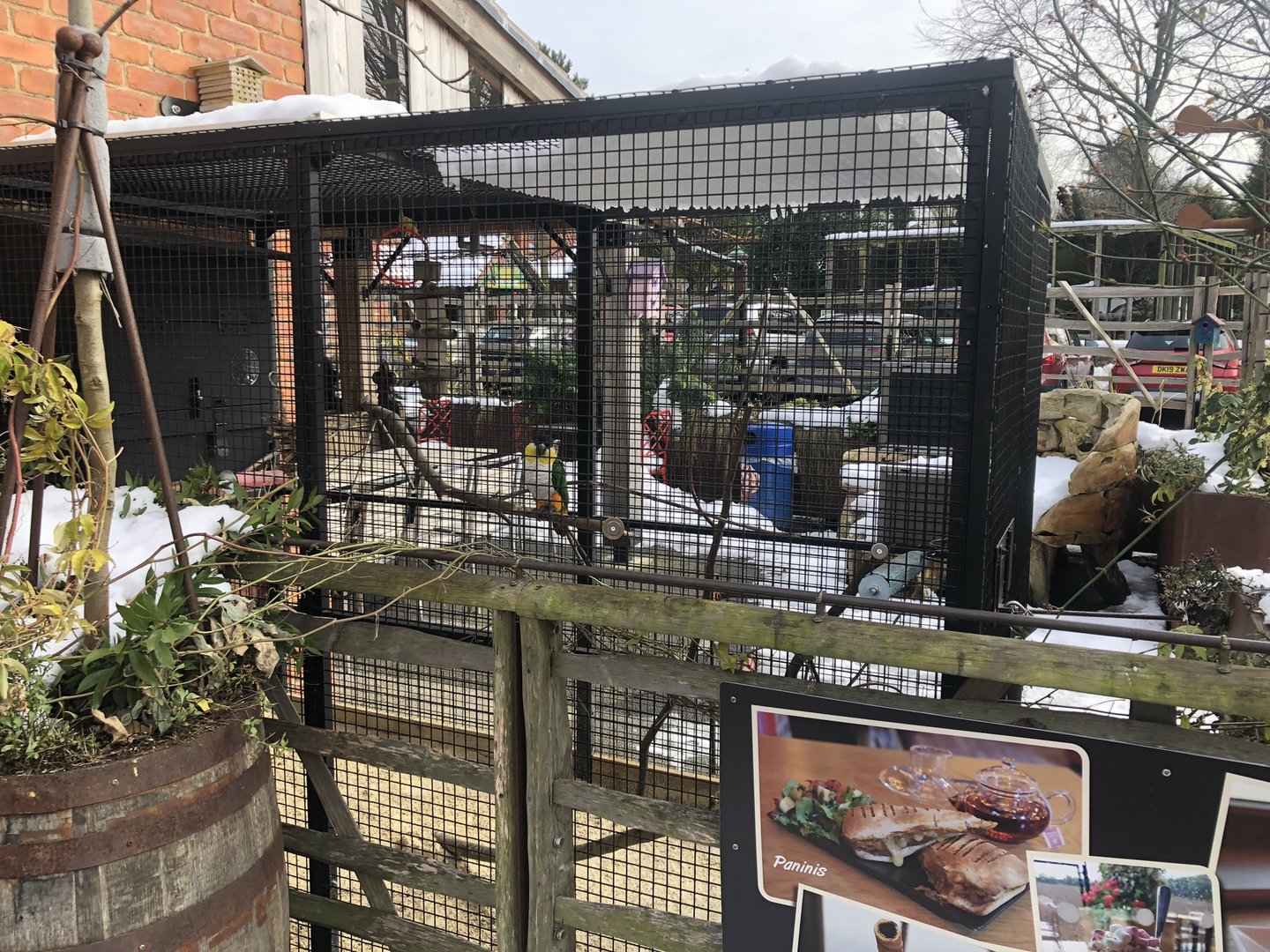 Black-headed Parrot Aviary at Tropical Butterfly House (March 2023)
