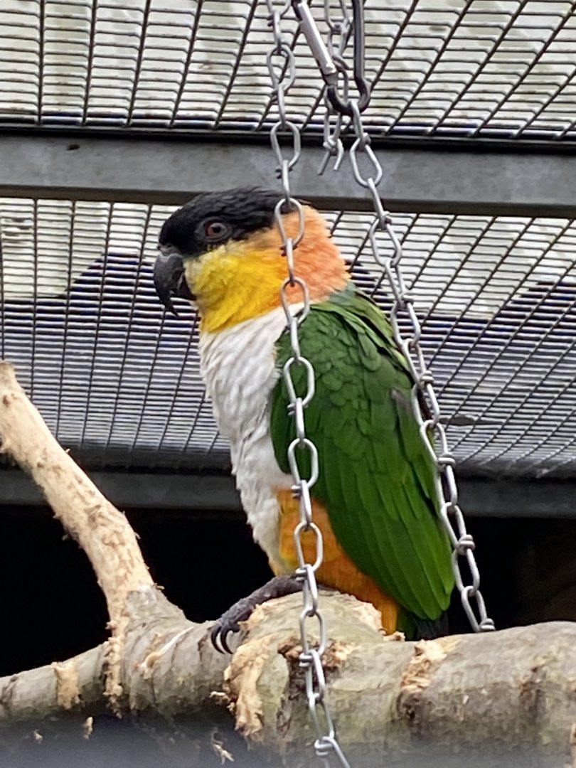 Black-headed parrot/caique 061121