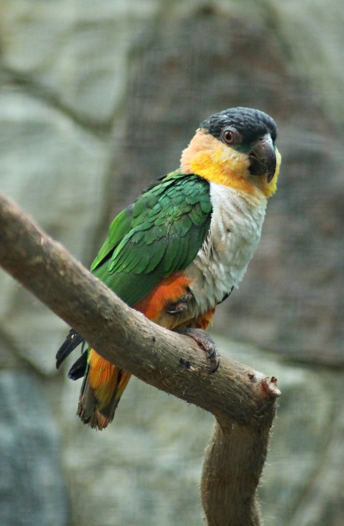 Black-headed parrot (Pionites melanocephalus)