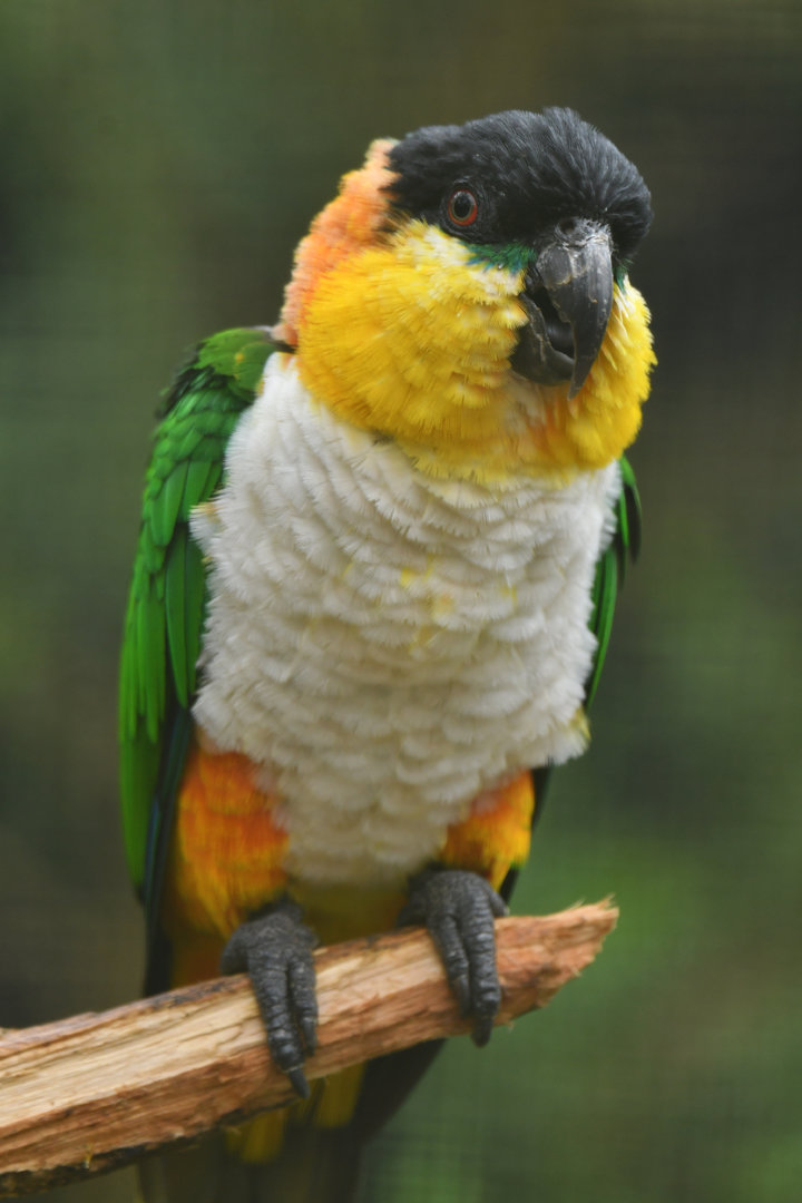 Black-headed Parrot Pionites melanocephalus