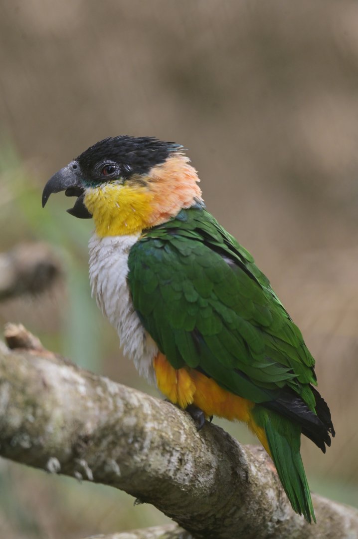 Black-headed Parrot Pionites melanocephalus