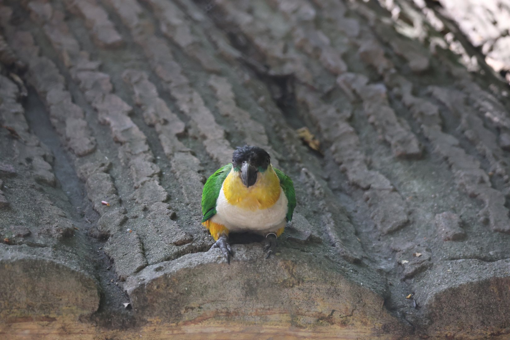 Black-headed parrot (Pionites melanocephalus)