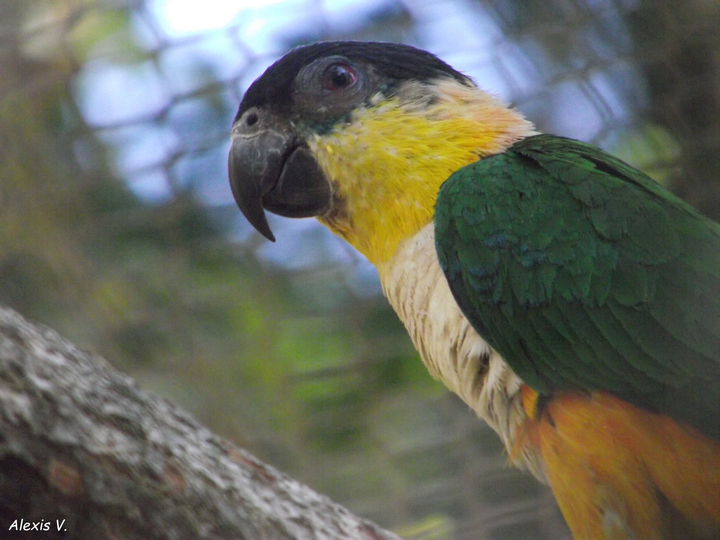 Black-headed Parrot - Zooparc de Beauval - 08/2022
