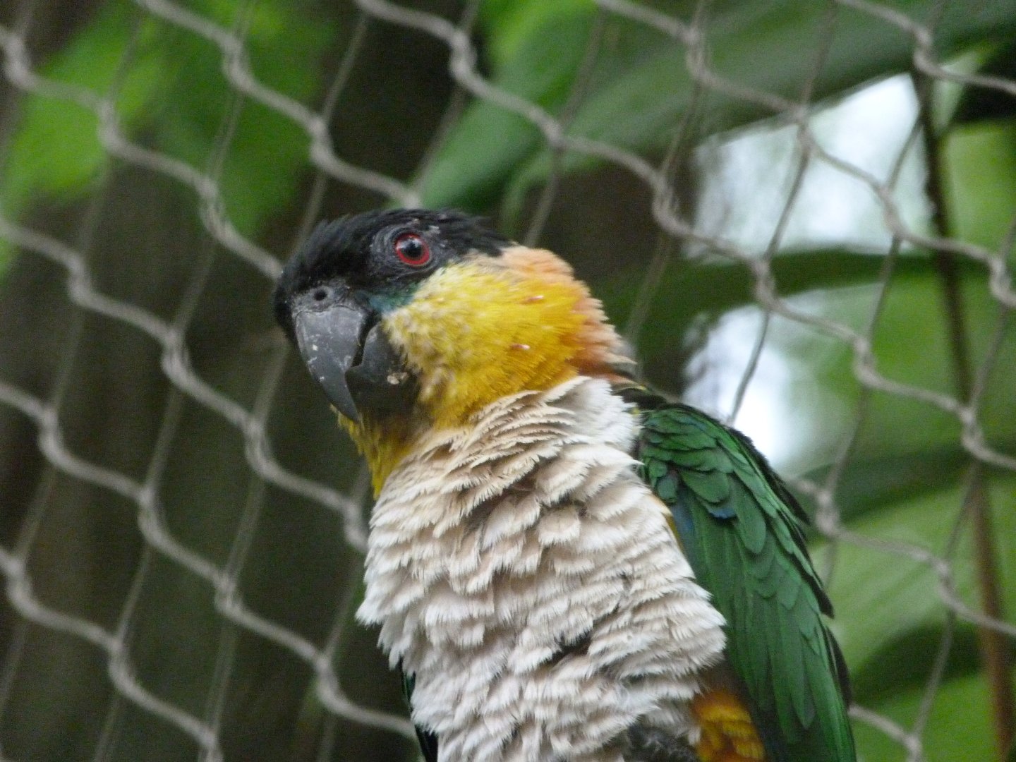 Black-headed parrot -ZooParc de Beauval (2025)
