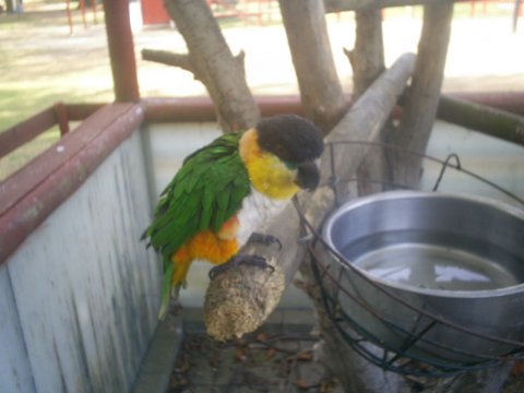 black headed parrot