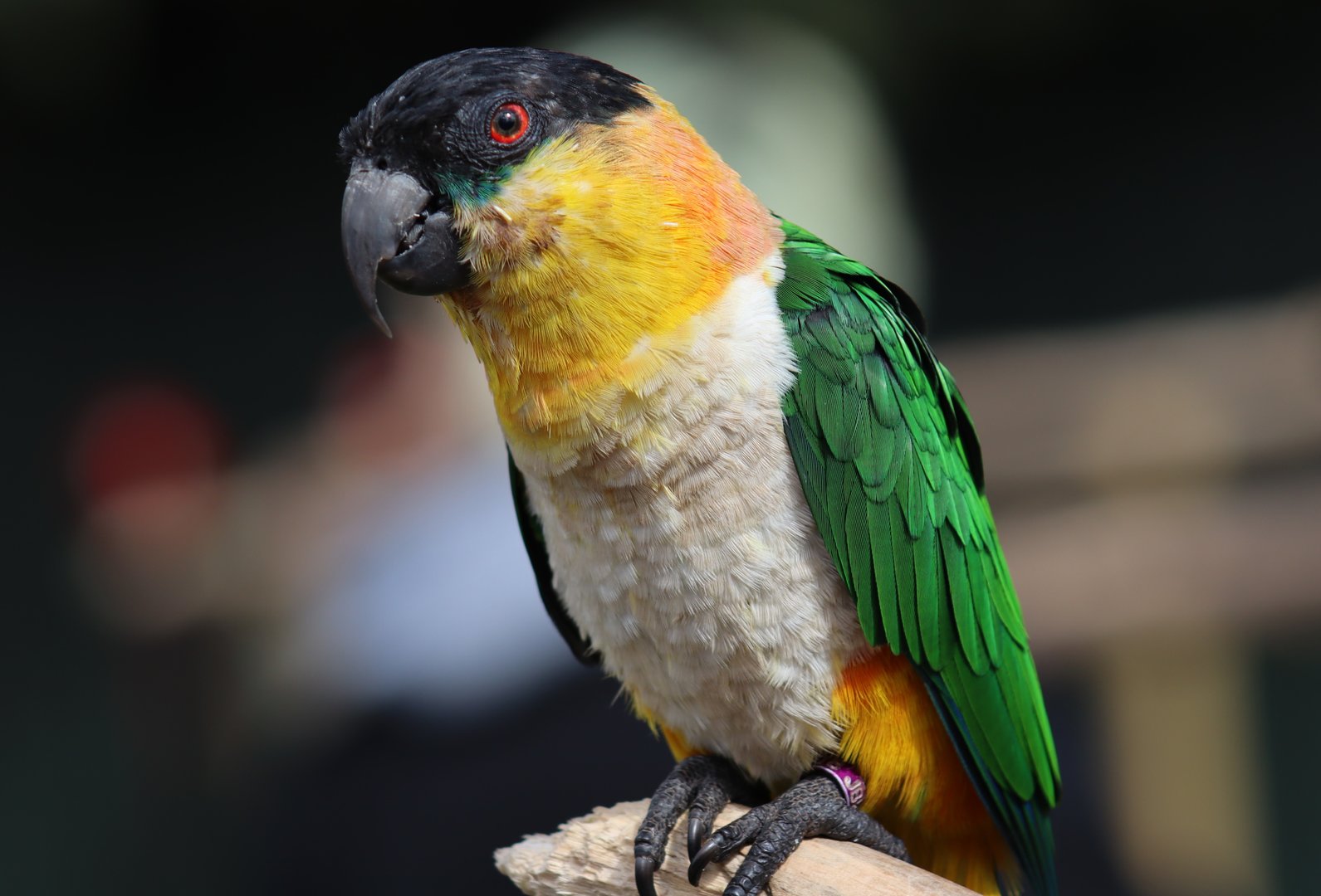 Black-headed Parrot