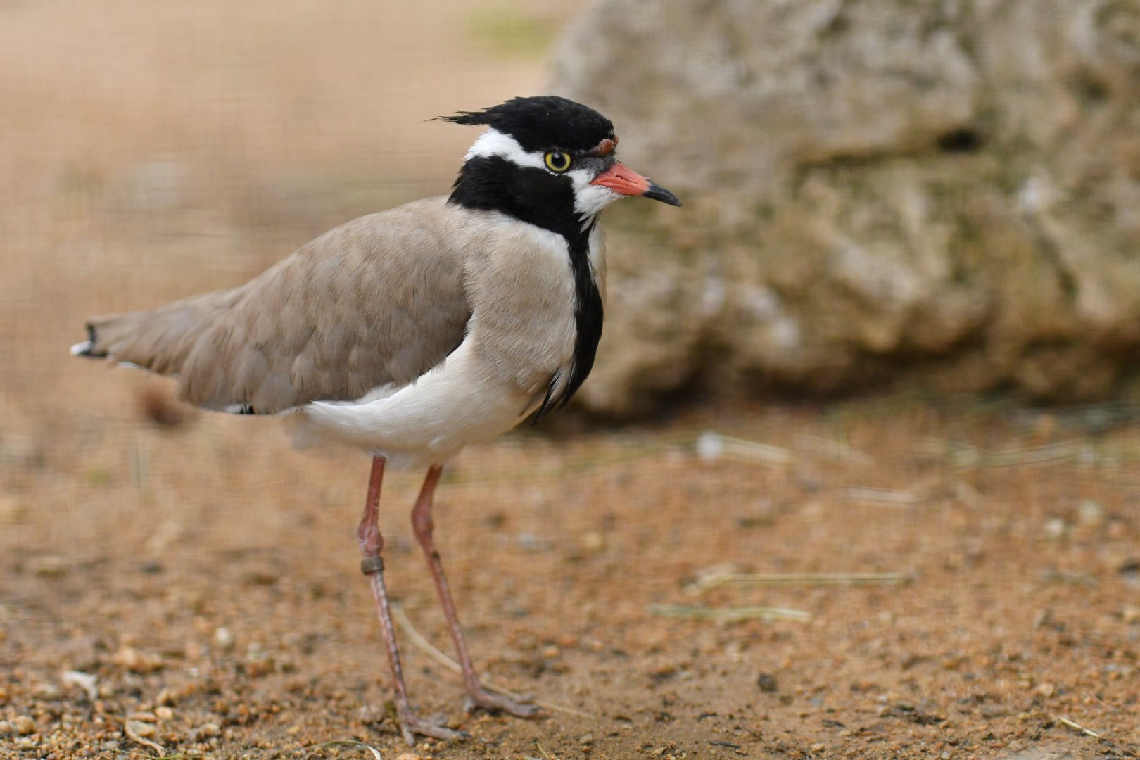 Black-headed plover (Vanellus tectus)