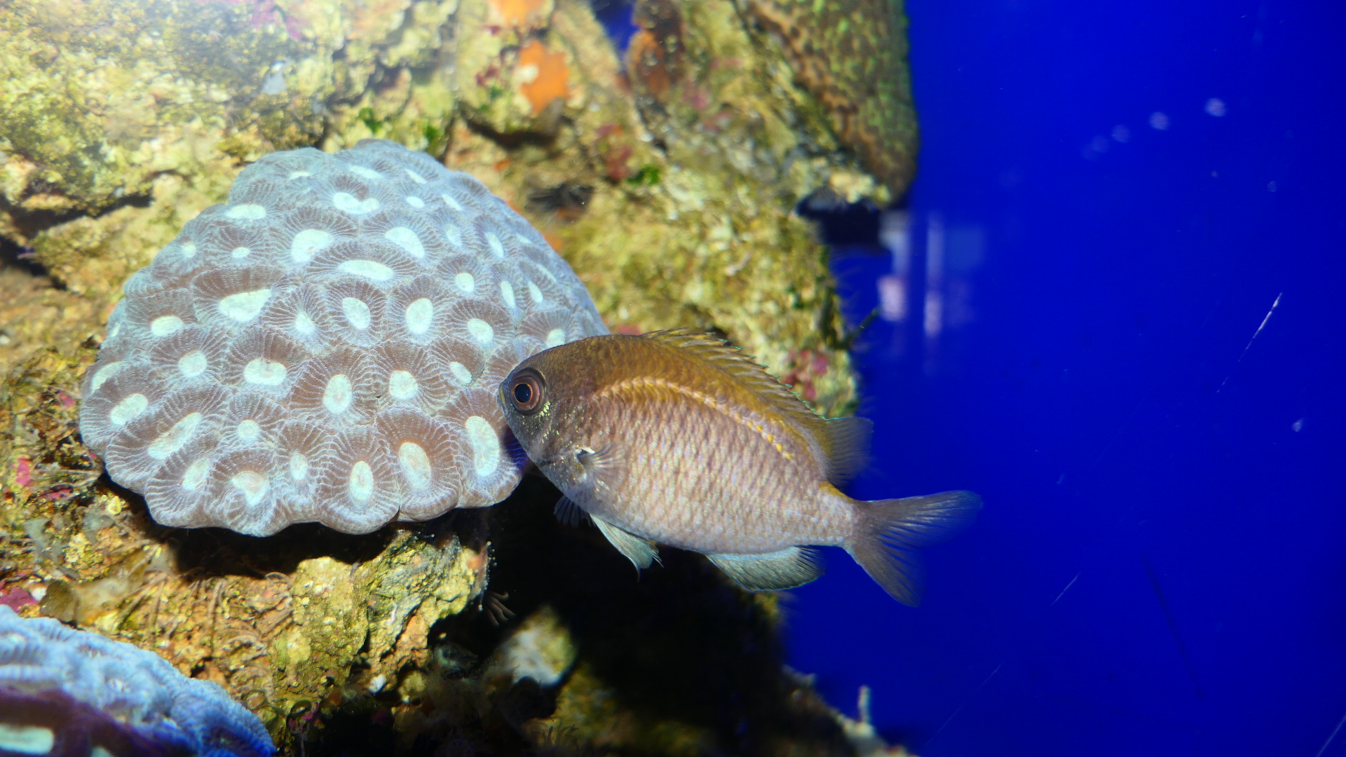 Black-headed Puller (Chromis klunzingeri)