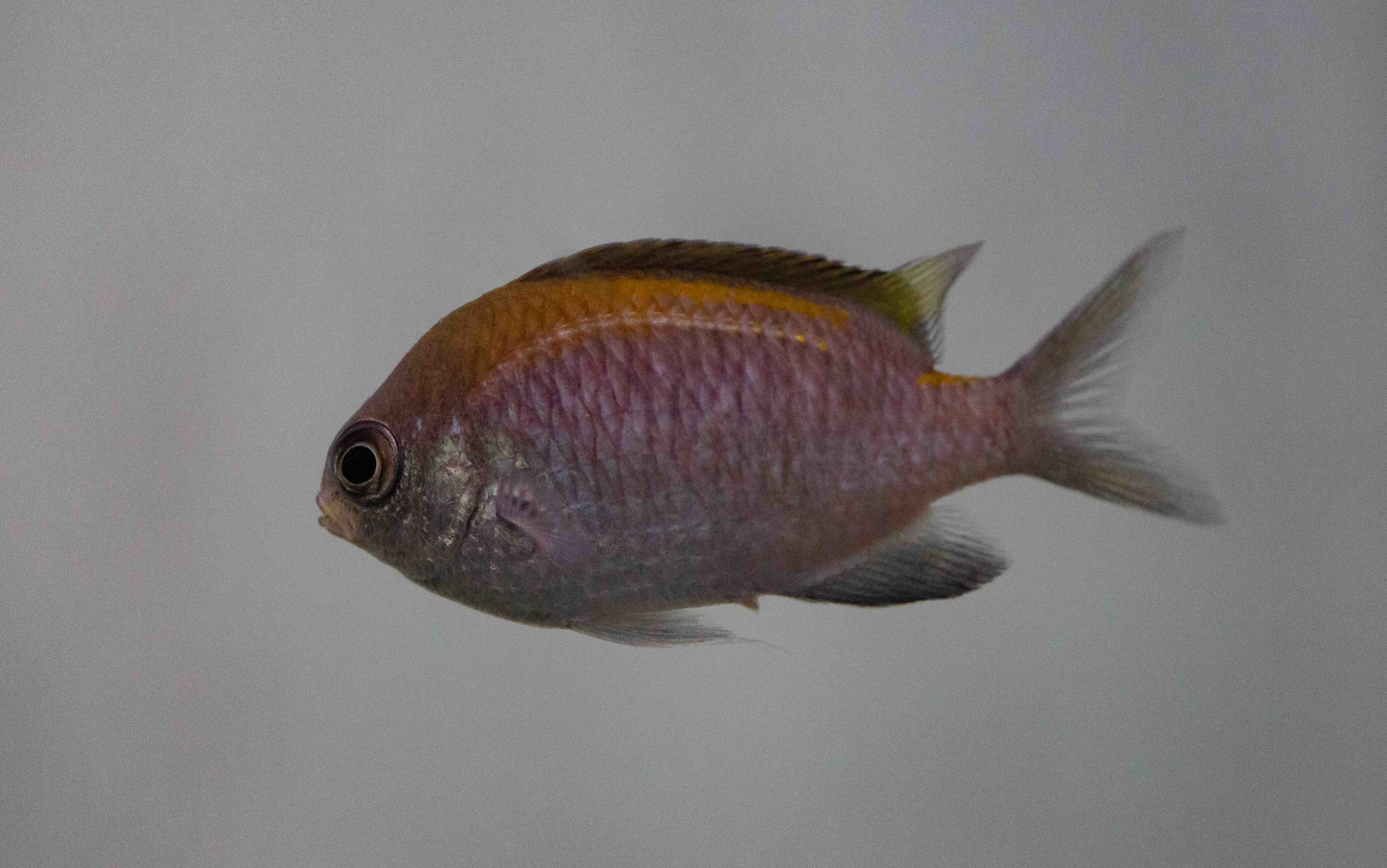 Black-headed Puller female