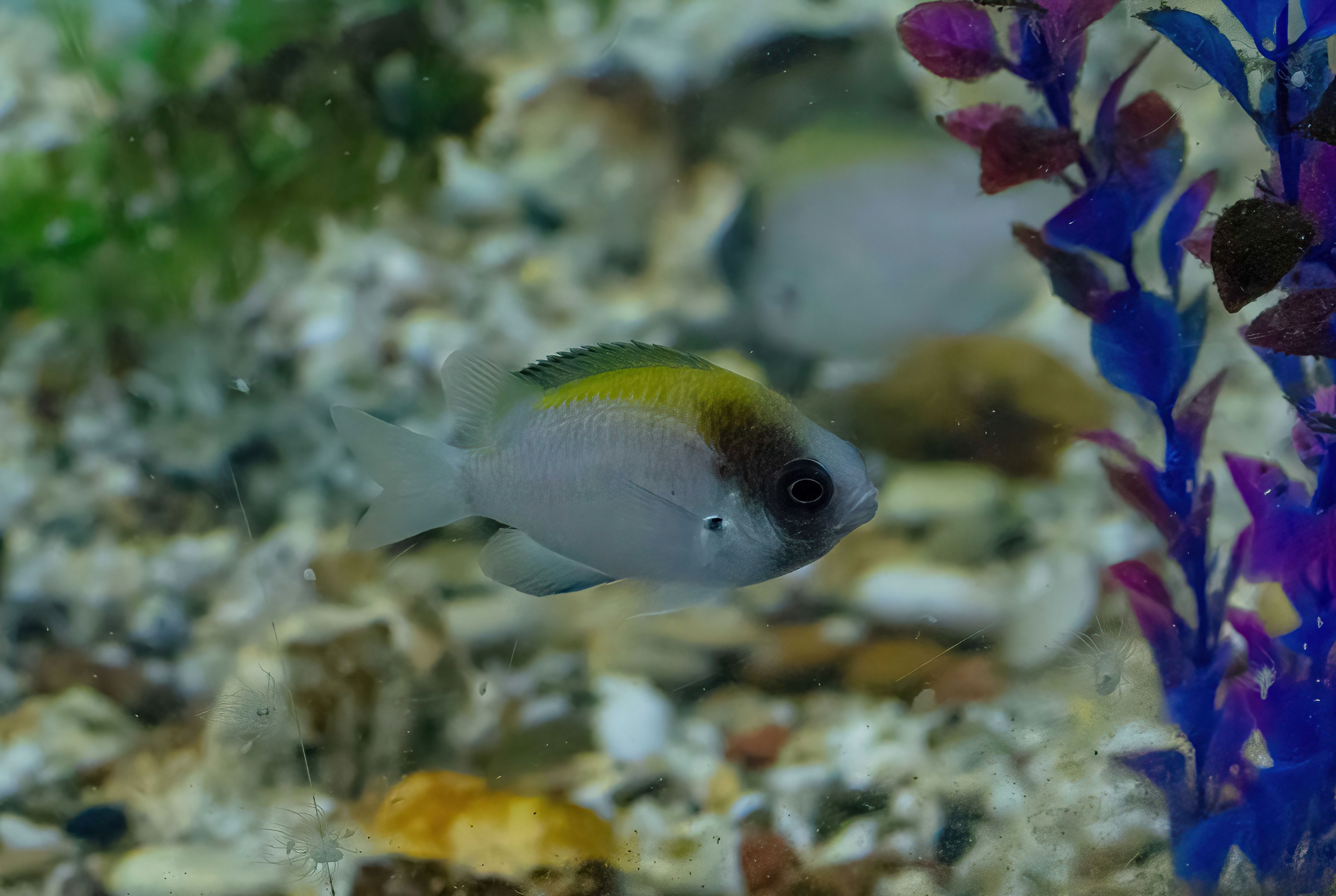 Black-headed Puller male