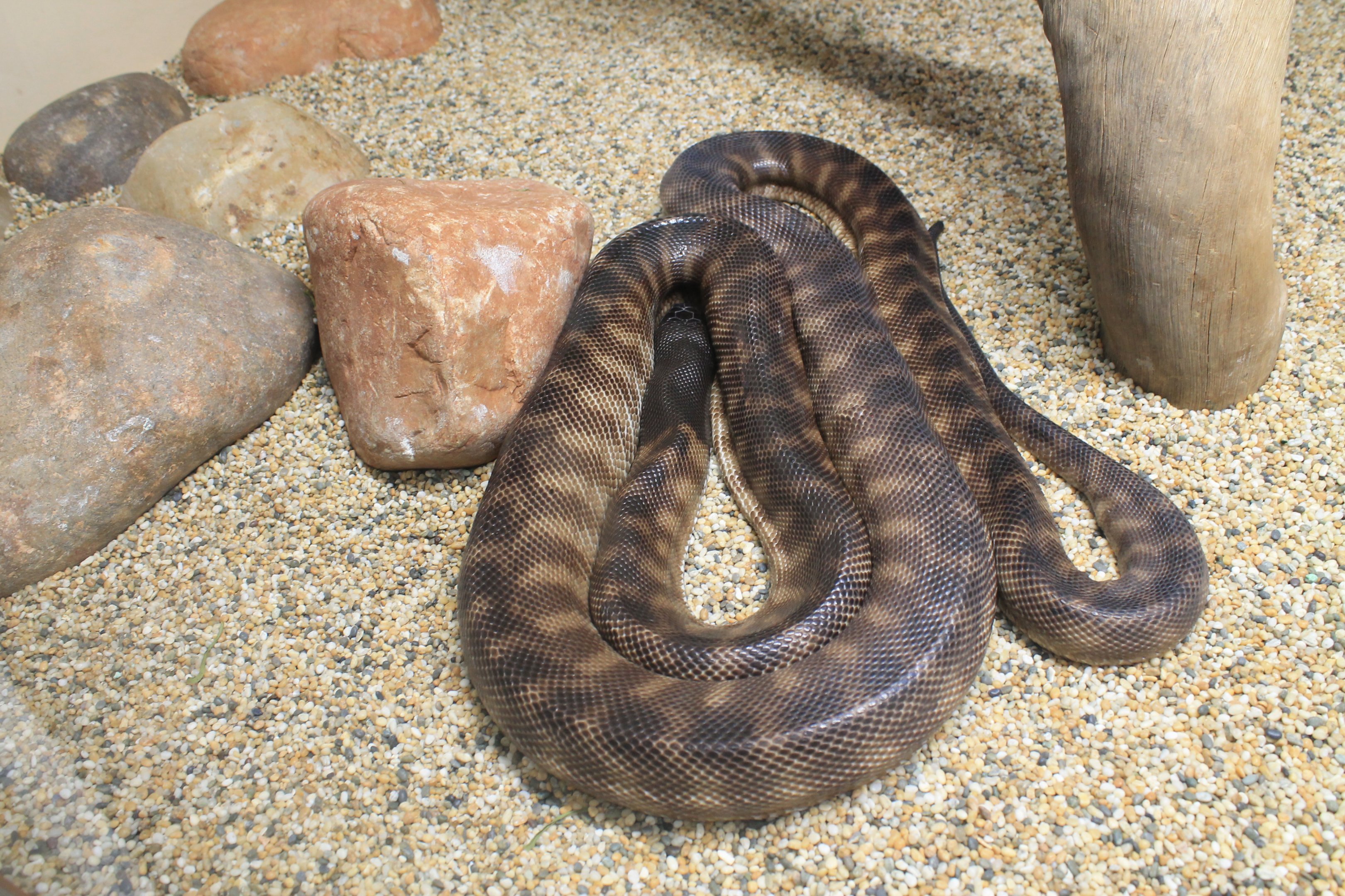 Black-headed Python (Aspidites melanocephala)