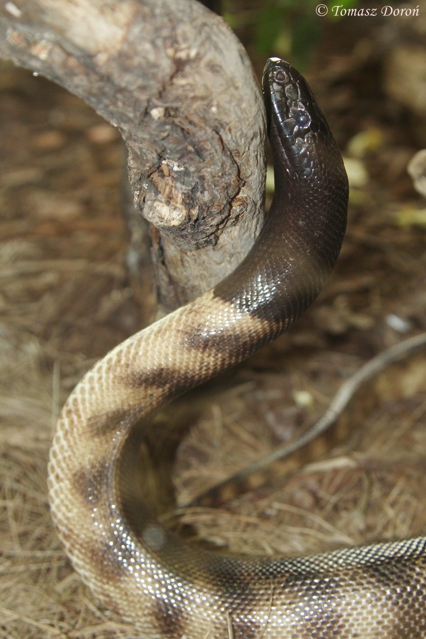 Black-headed Python (Aspidites melanocephalus), April 2015