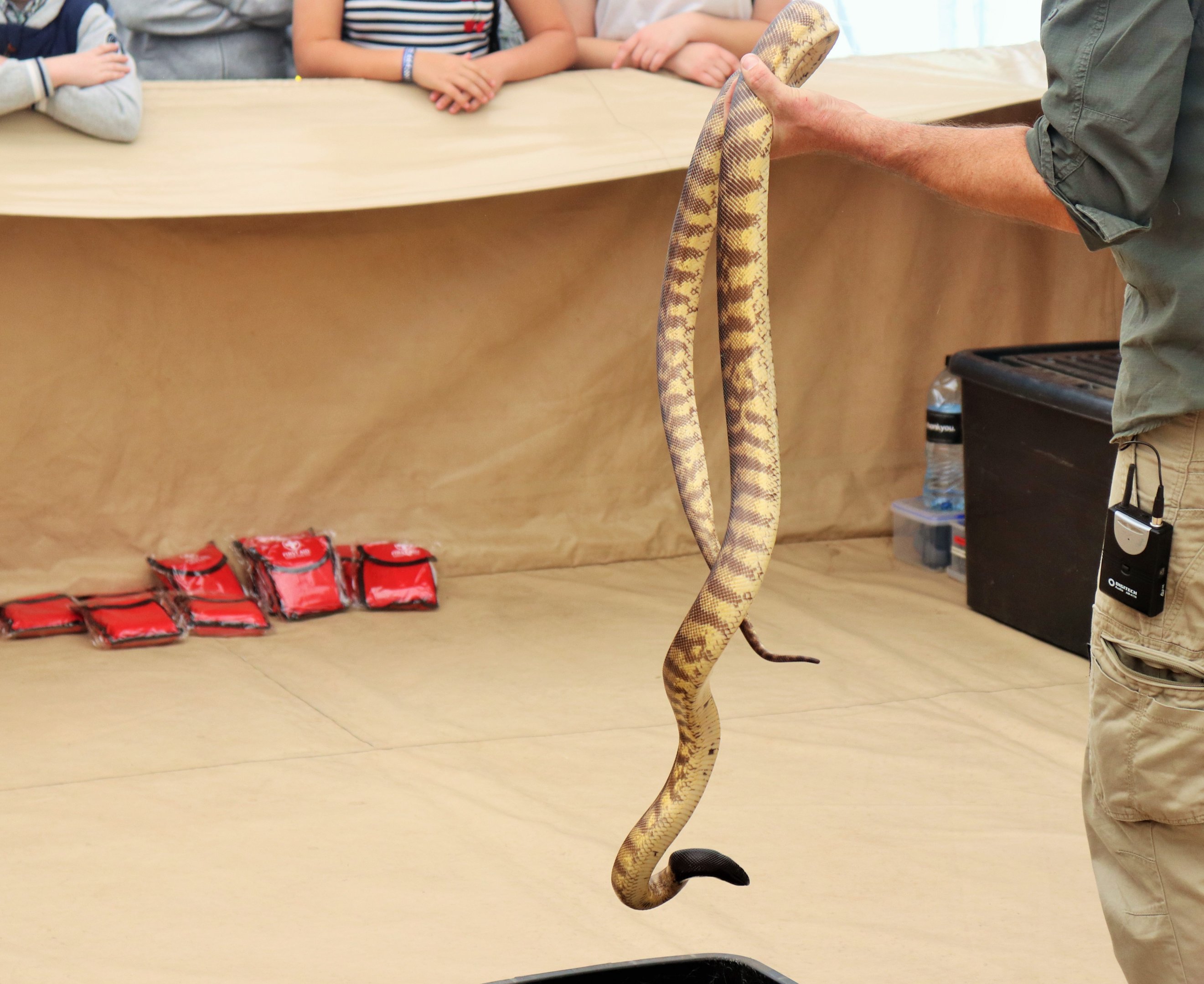 Black-headed Python (Aspidites melanocephalus)