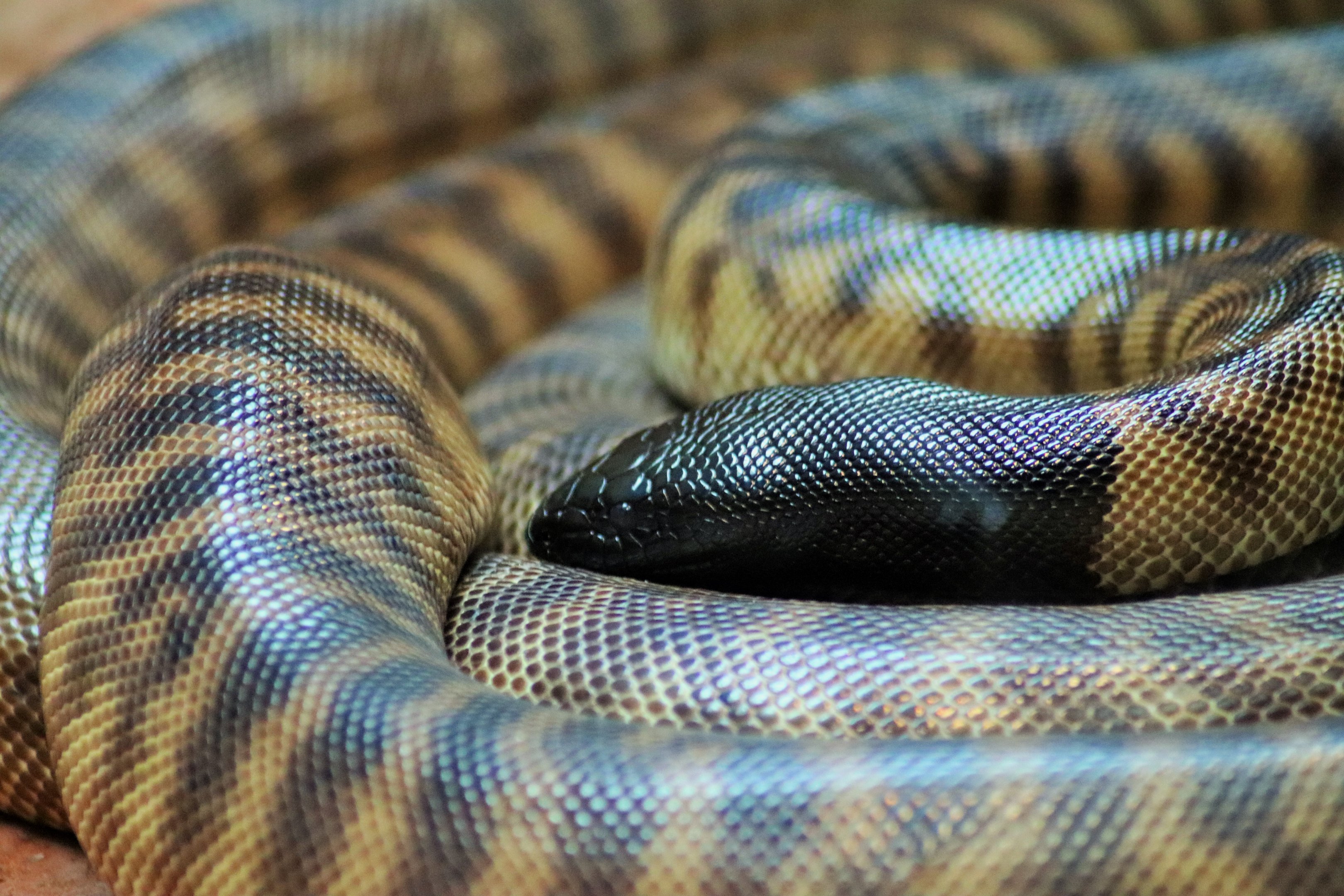 Black-headed Python (Aspidites melanocephalus)