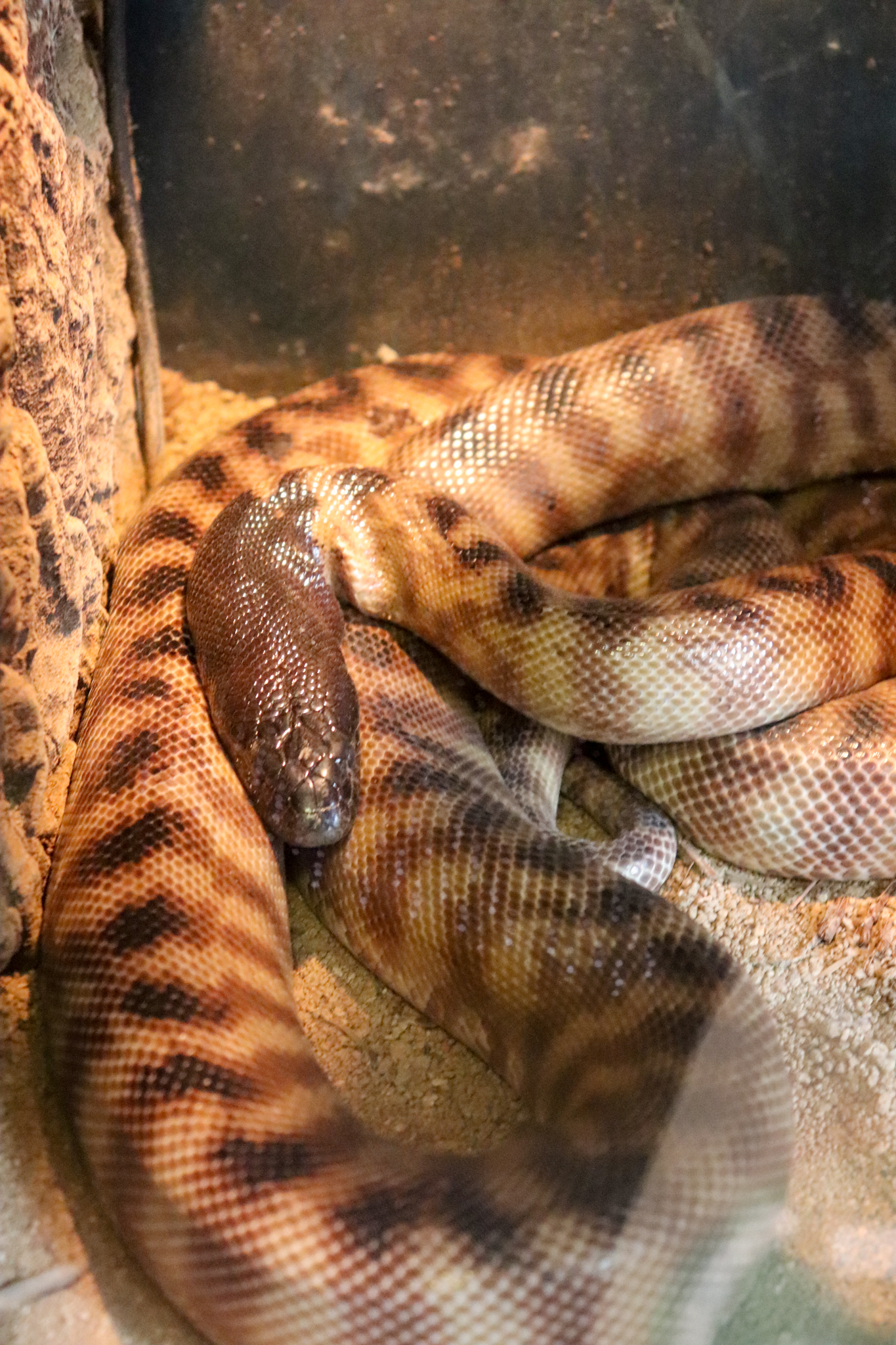 Black-headed Python (Aspidites melanocephalus)
