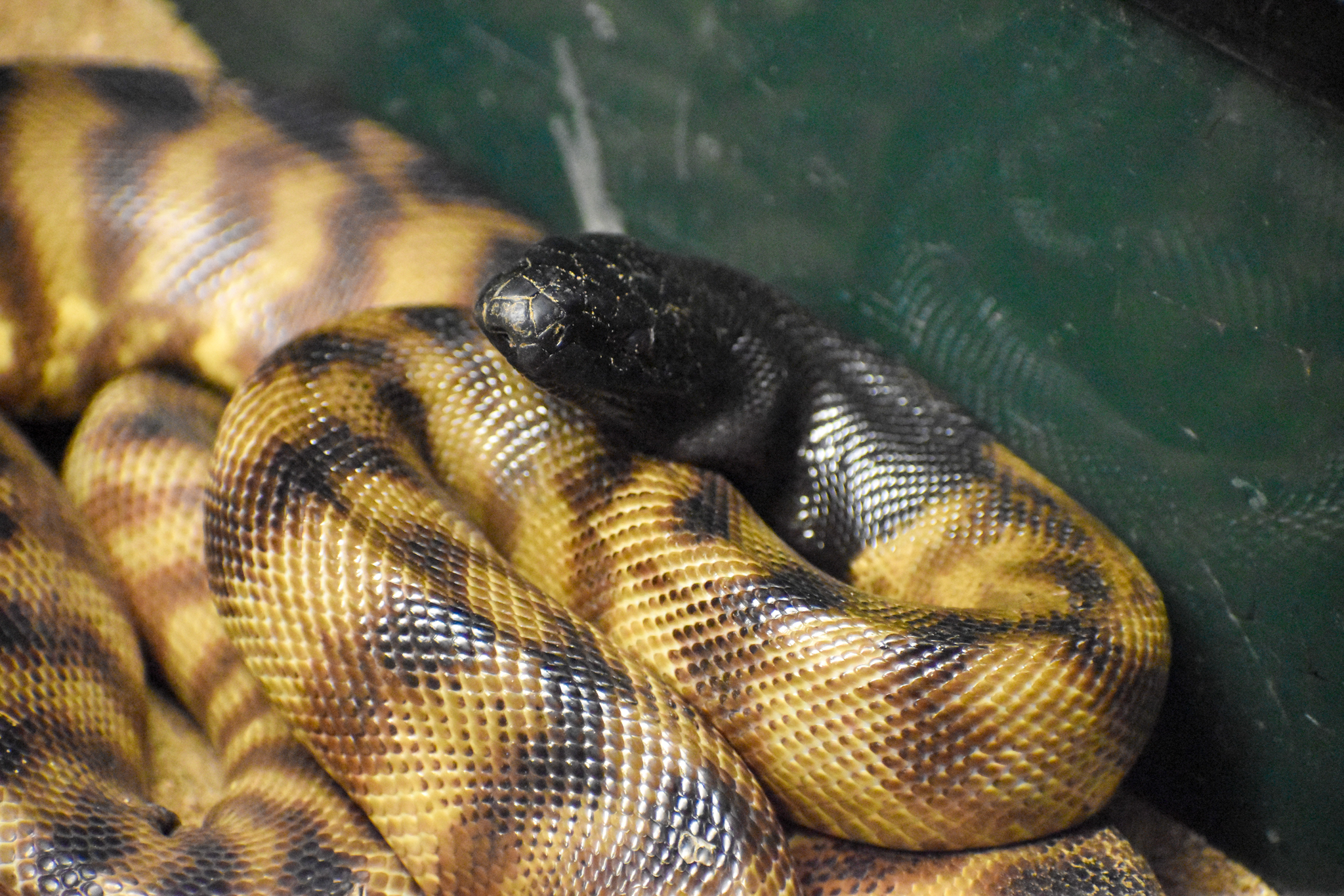 Black-headed Python (Aspidites melanocephalus)