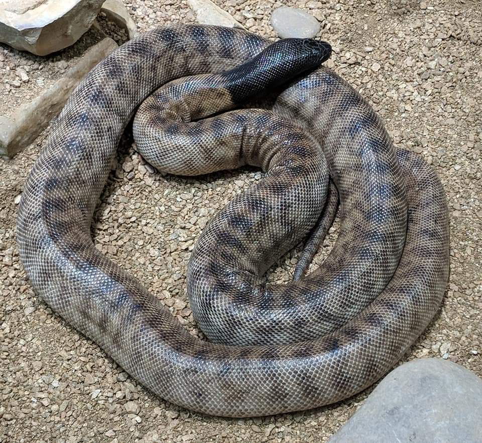 Black headed python (Aspidites melanocephalus)