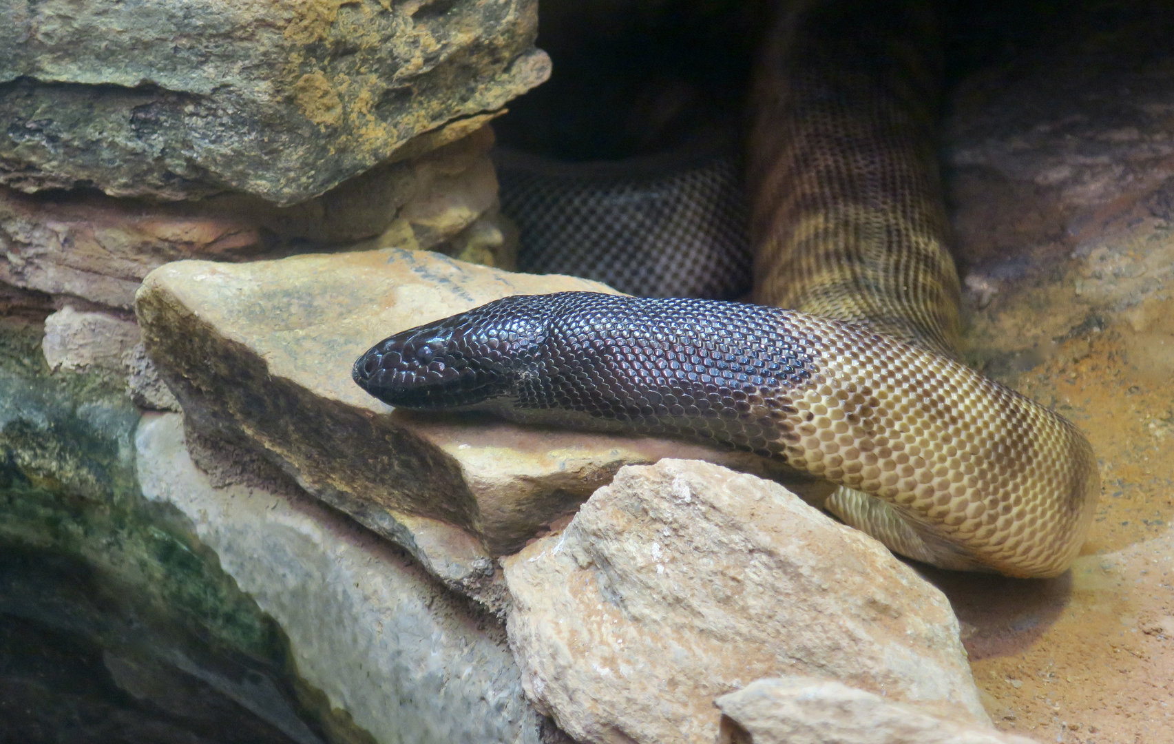 Black-Headed Python (Aspidites melanocephalus)