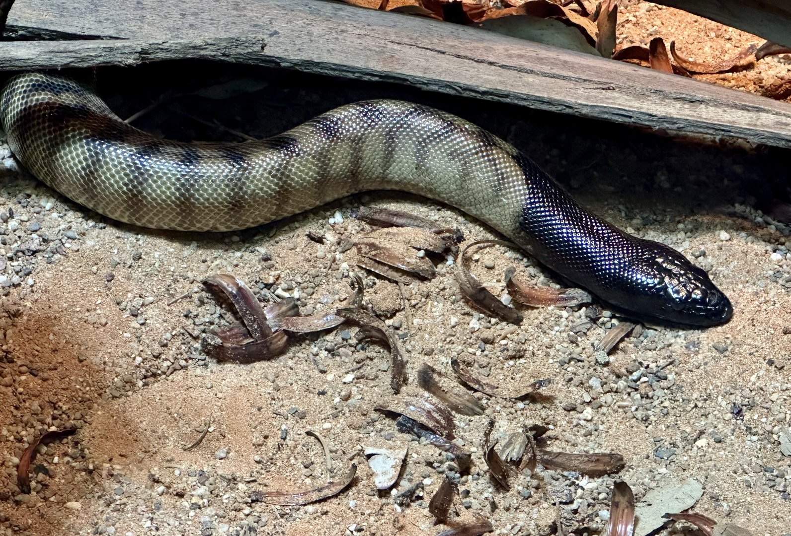 Black-headed python (Aspidites melanocephalus)