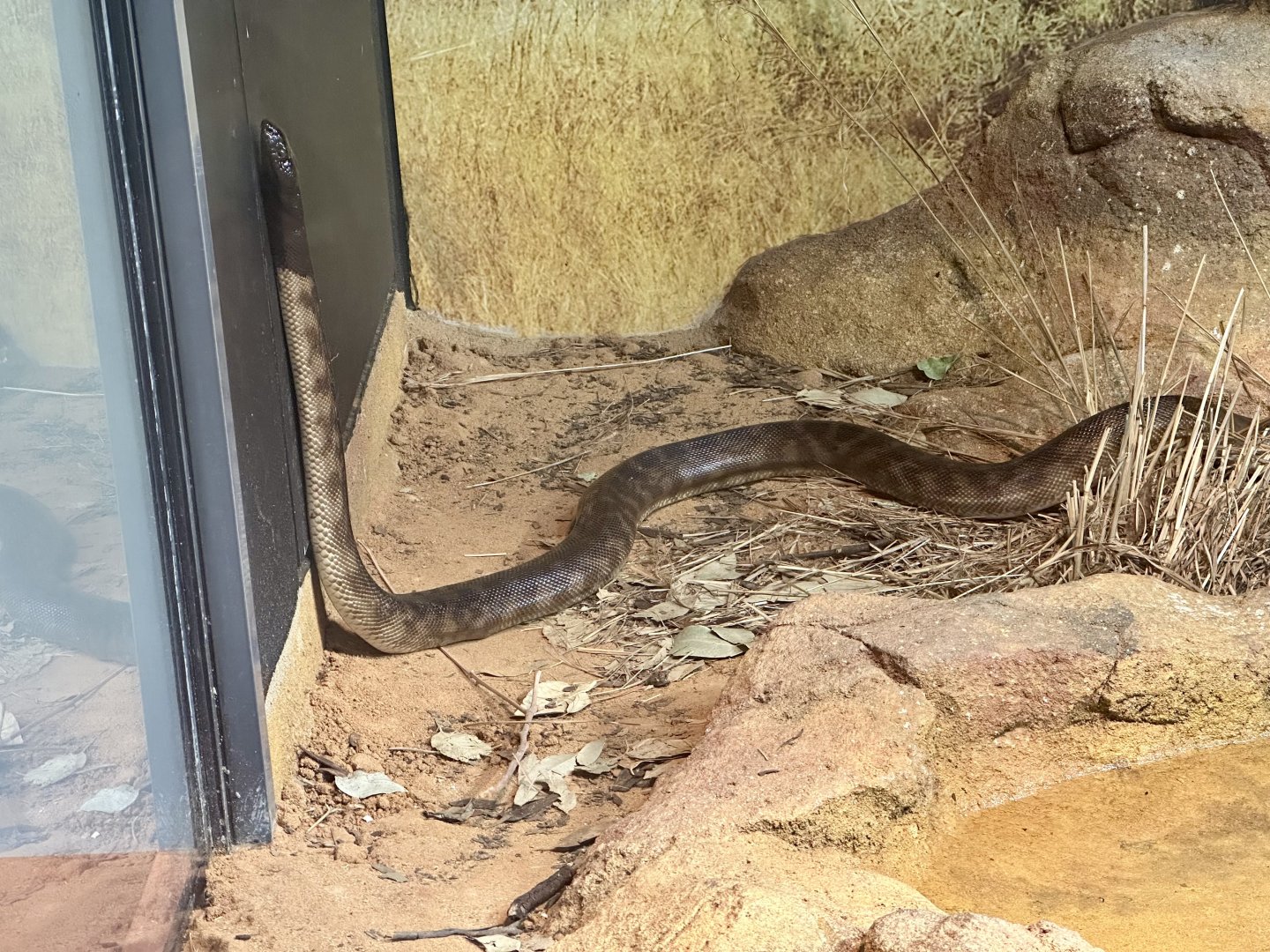 Black-headed python (Aspidites melanocephalus)