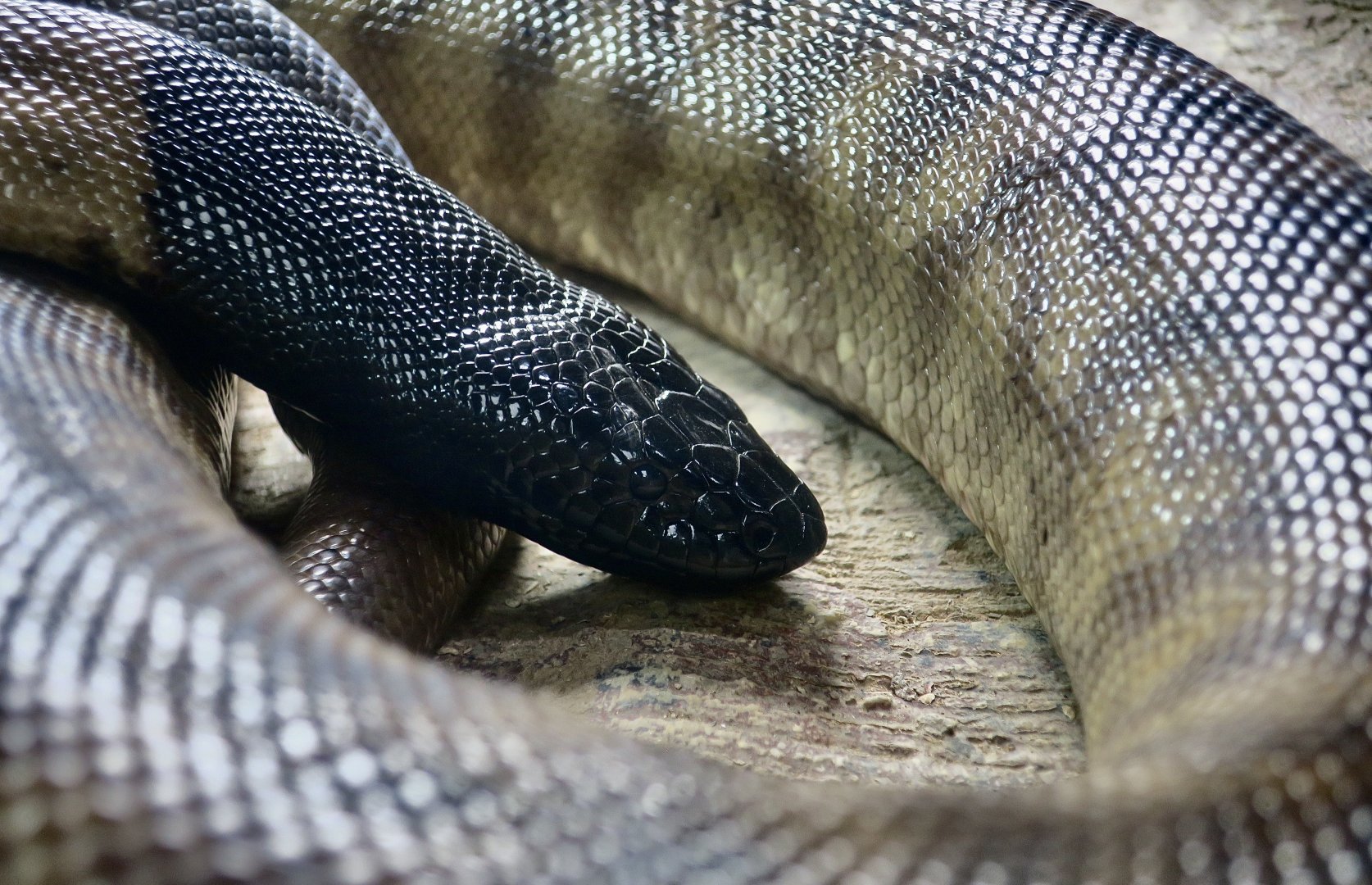 Black-Headed Python (Aspidites melanocephalus)