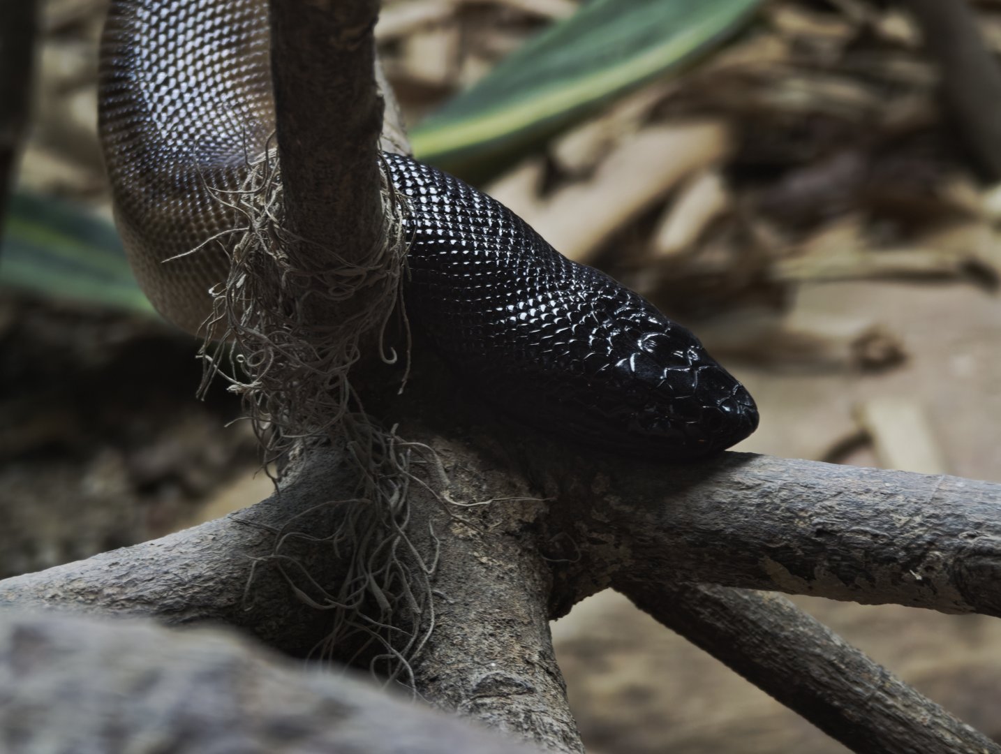 Black Headed Python (Aspidites melanocephalus)