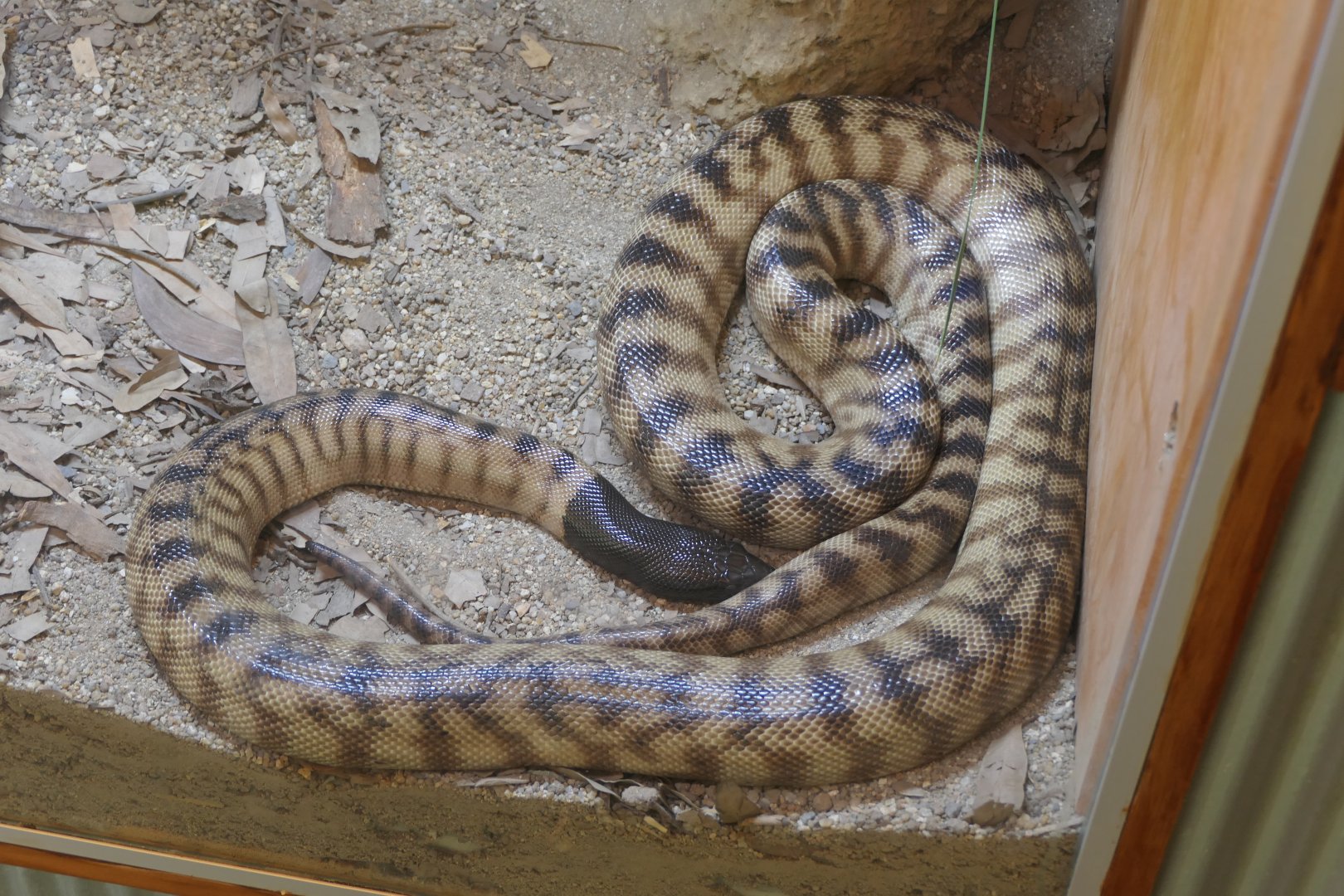Black-headed Python (Aspidites melanocephalus)