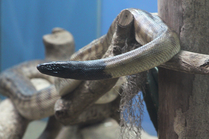 Black-headed python (Aspidites melanocephalus)