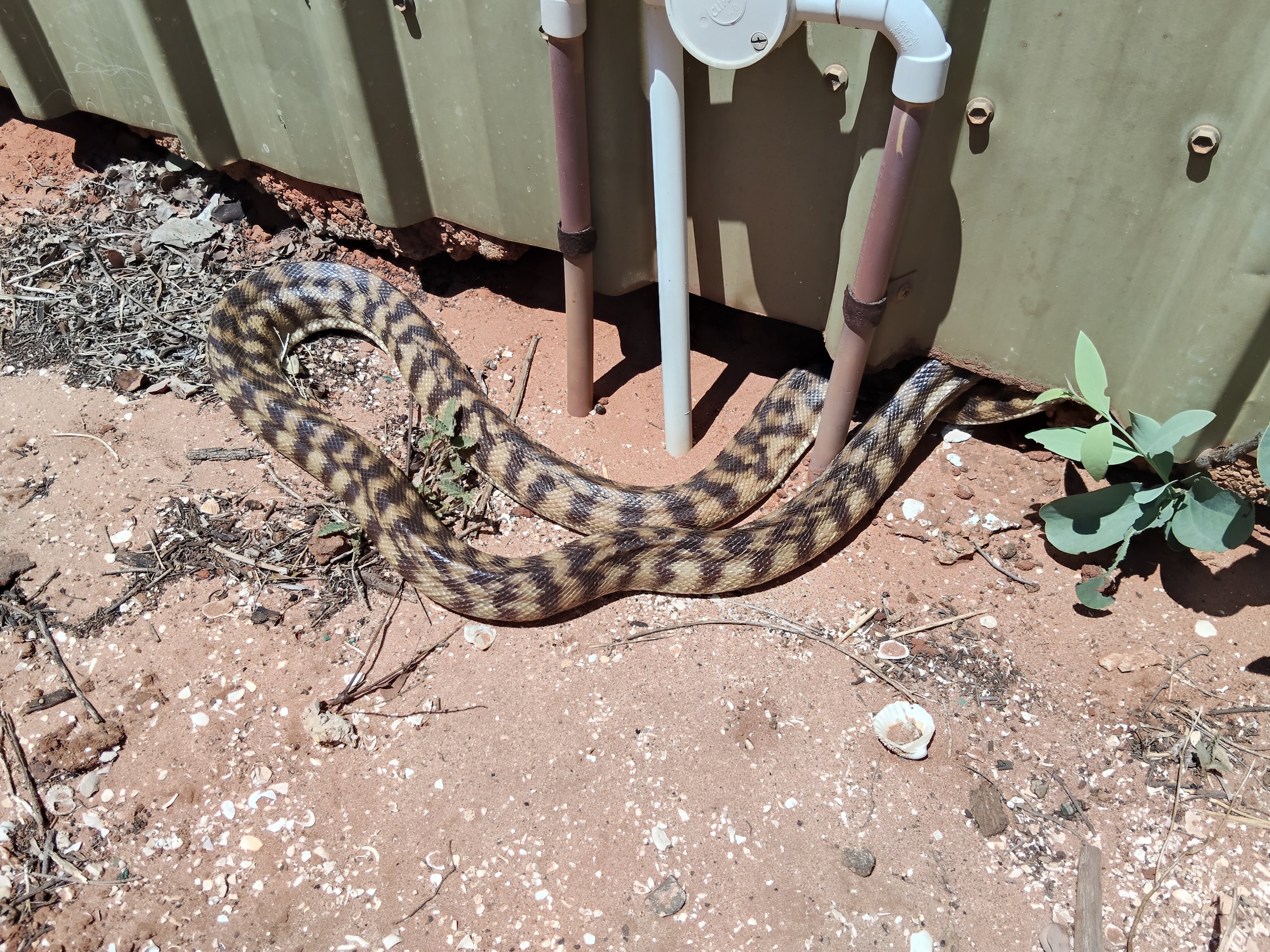 Black-headed Python (Aspidites melanocephalus)